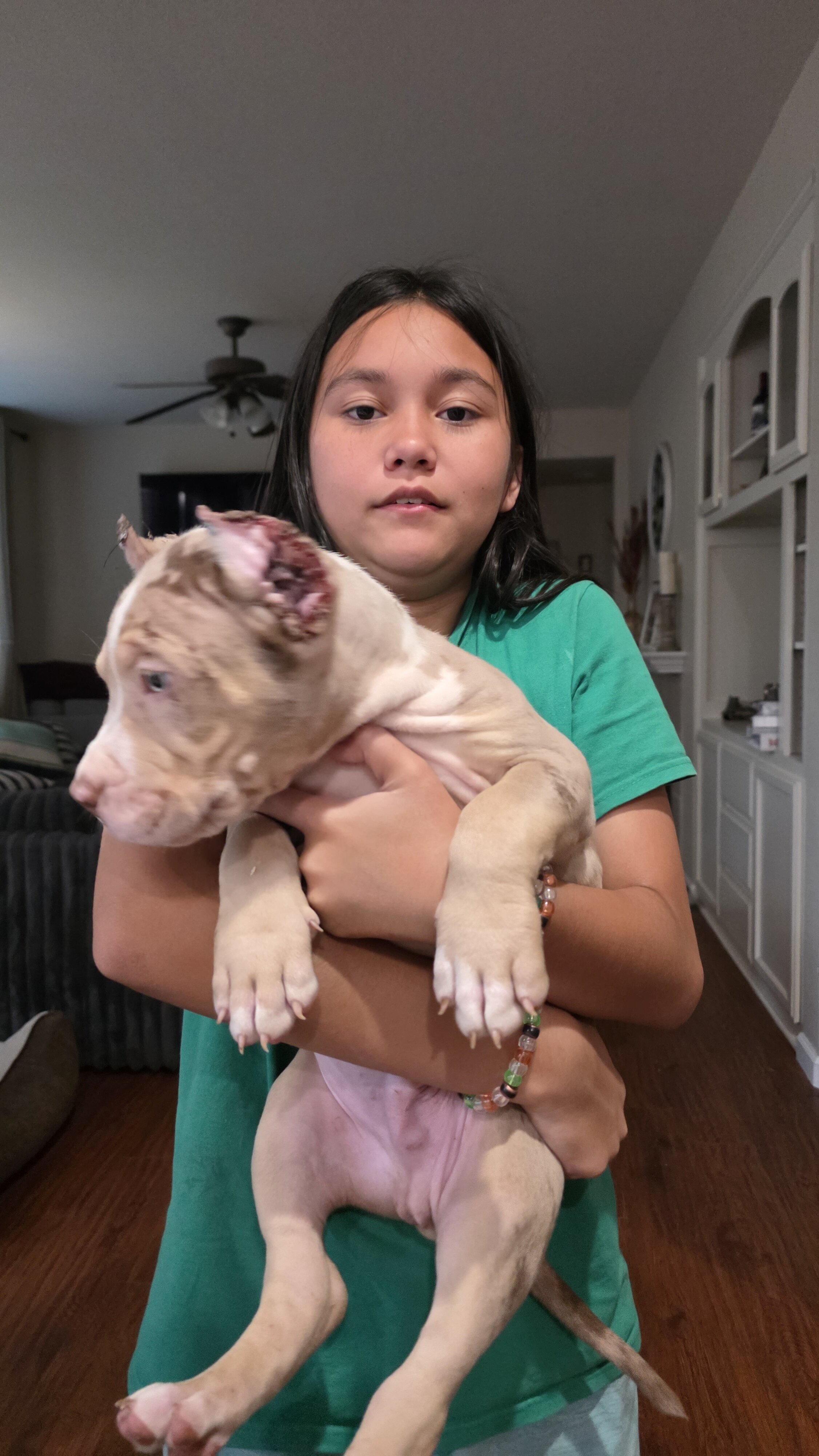 XL American Bullies image 2
