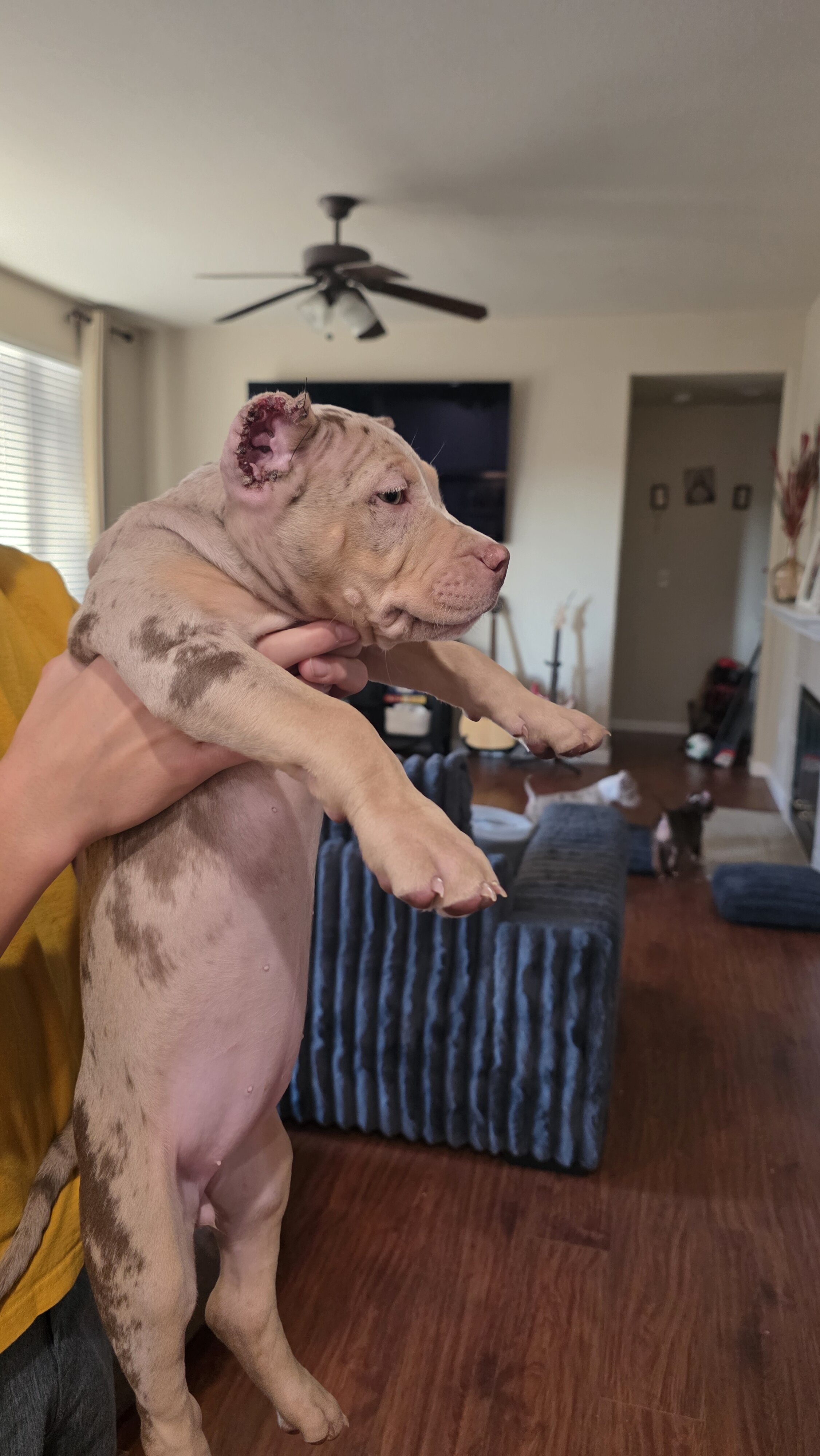 XL American Bullies image 4