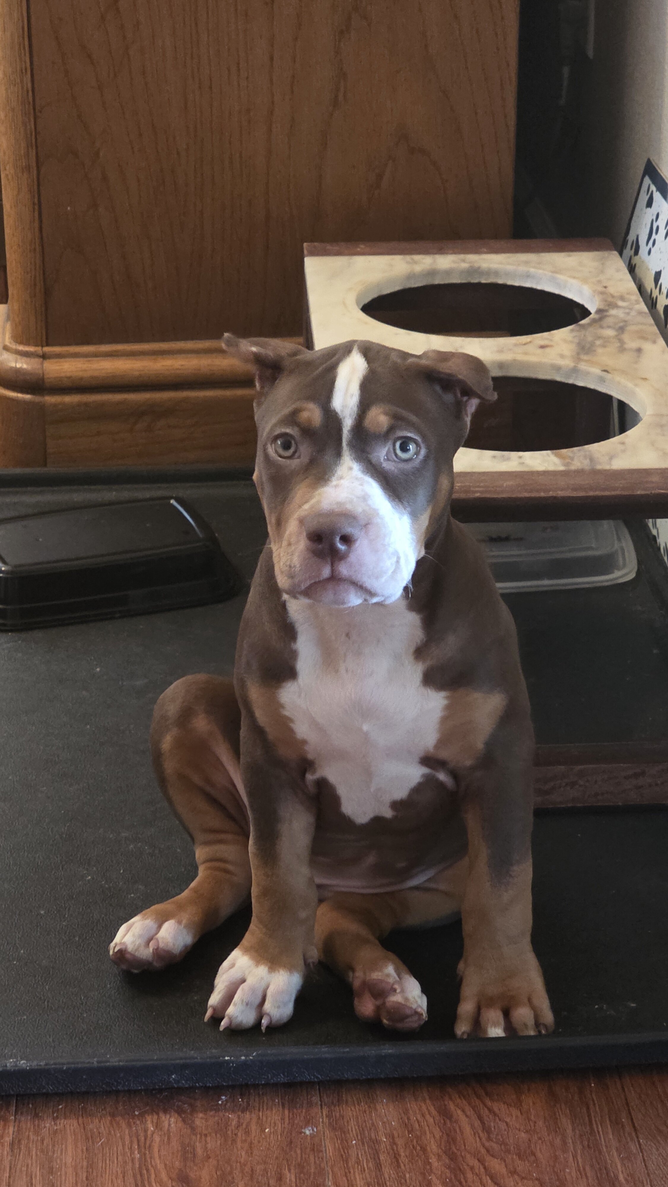 XL American Bullies image 1