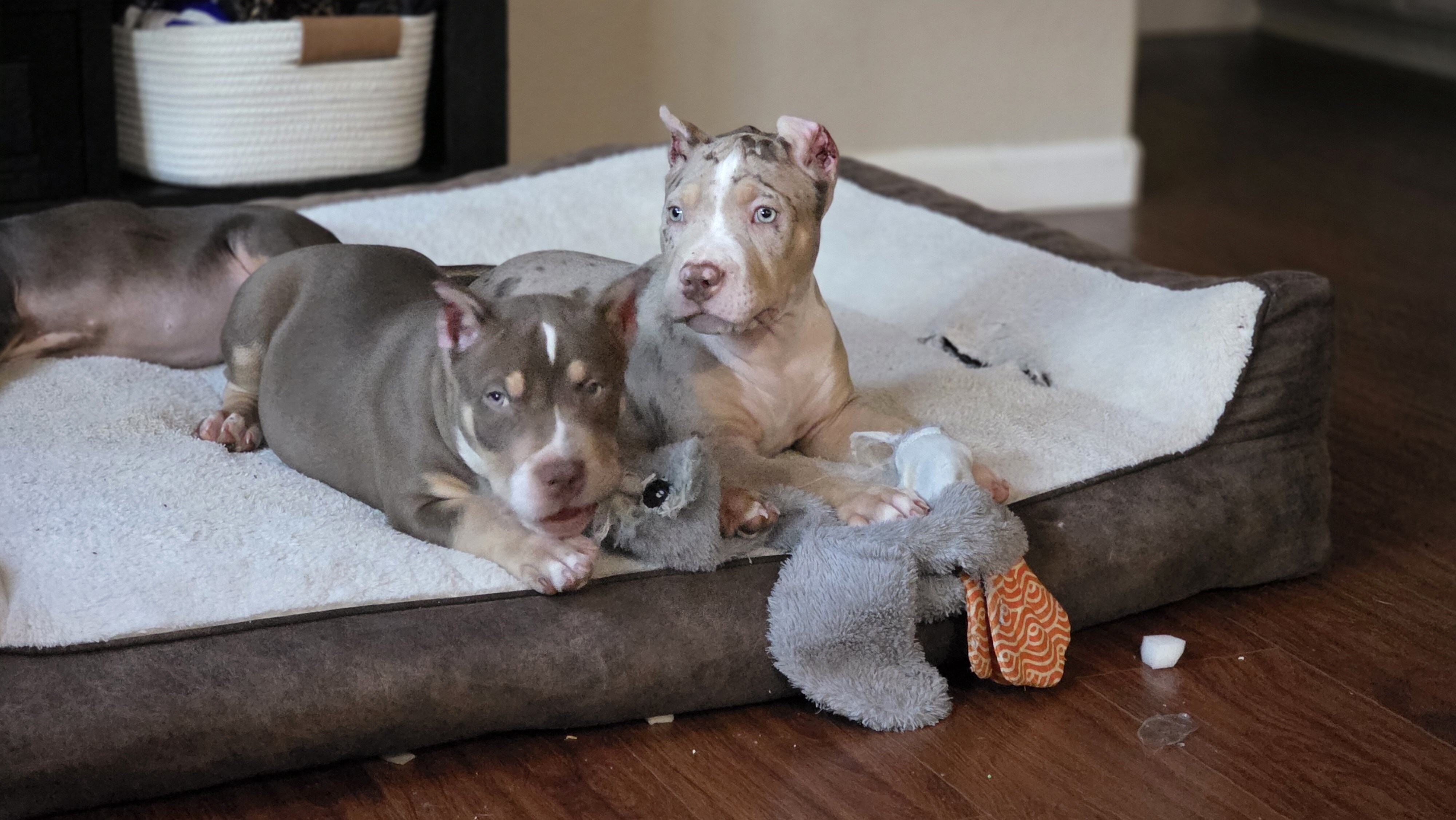 XL American Bullies image 5