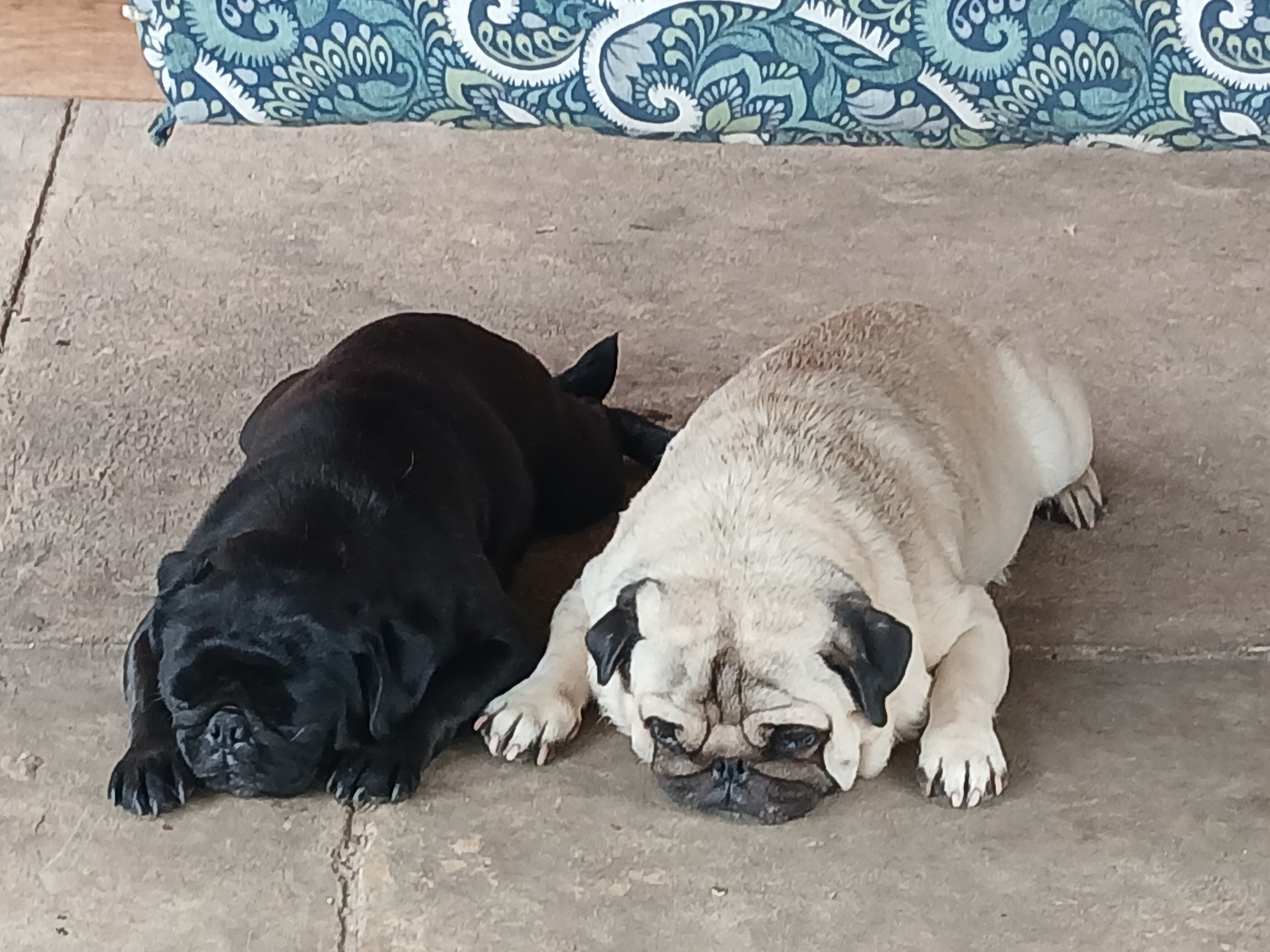 PUG PUPPIES image 6