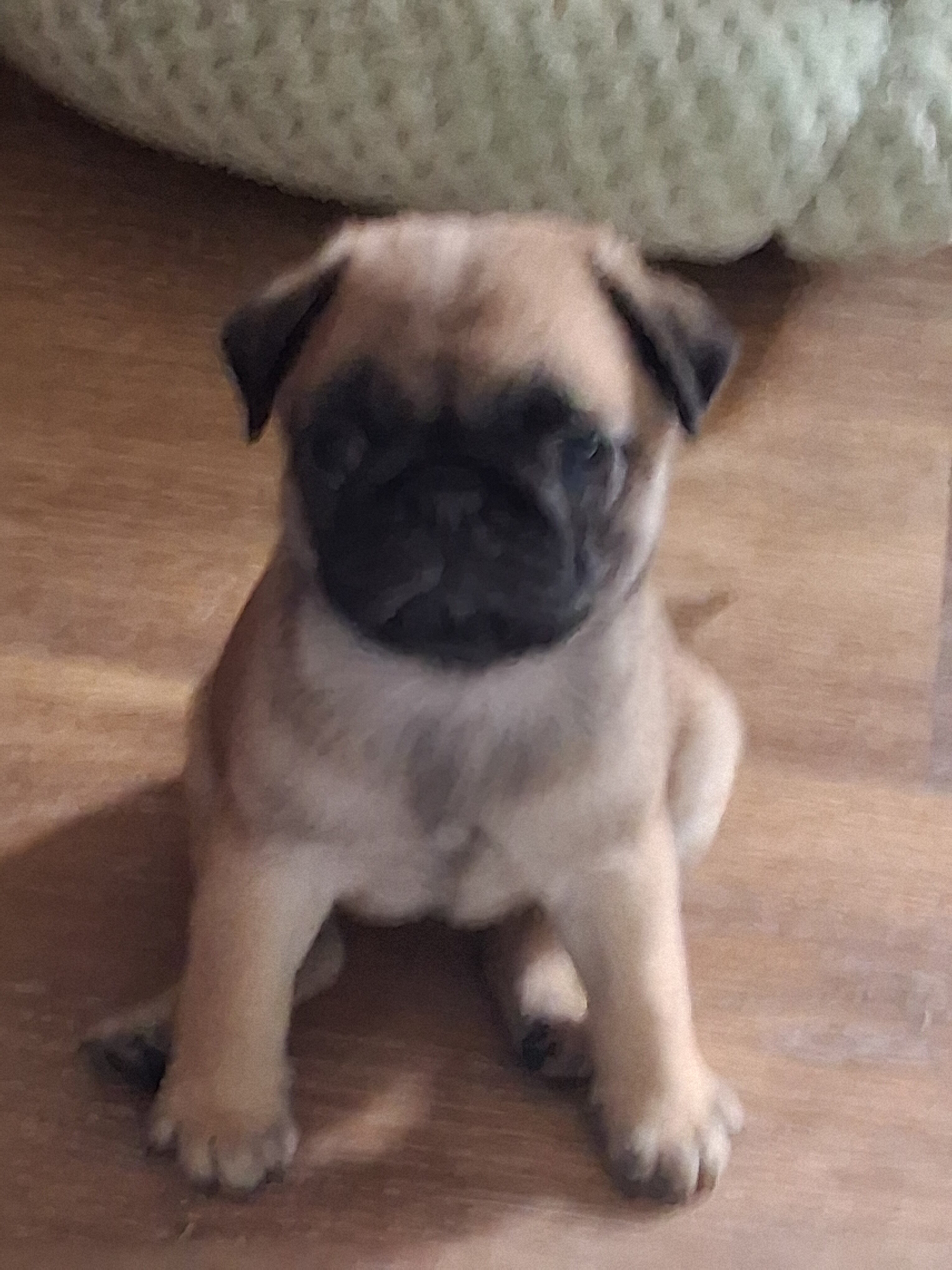 PUG PUPPIES image 7