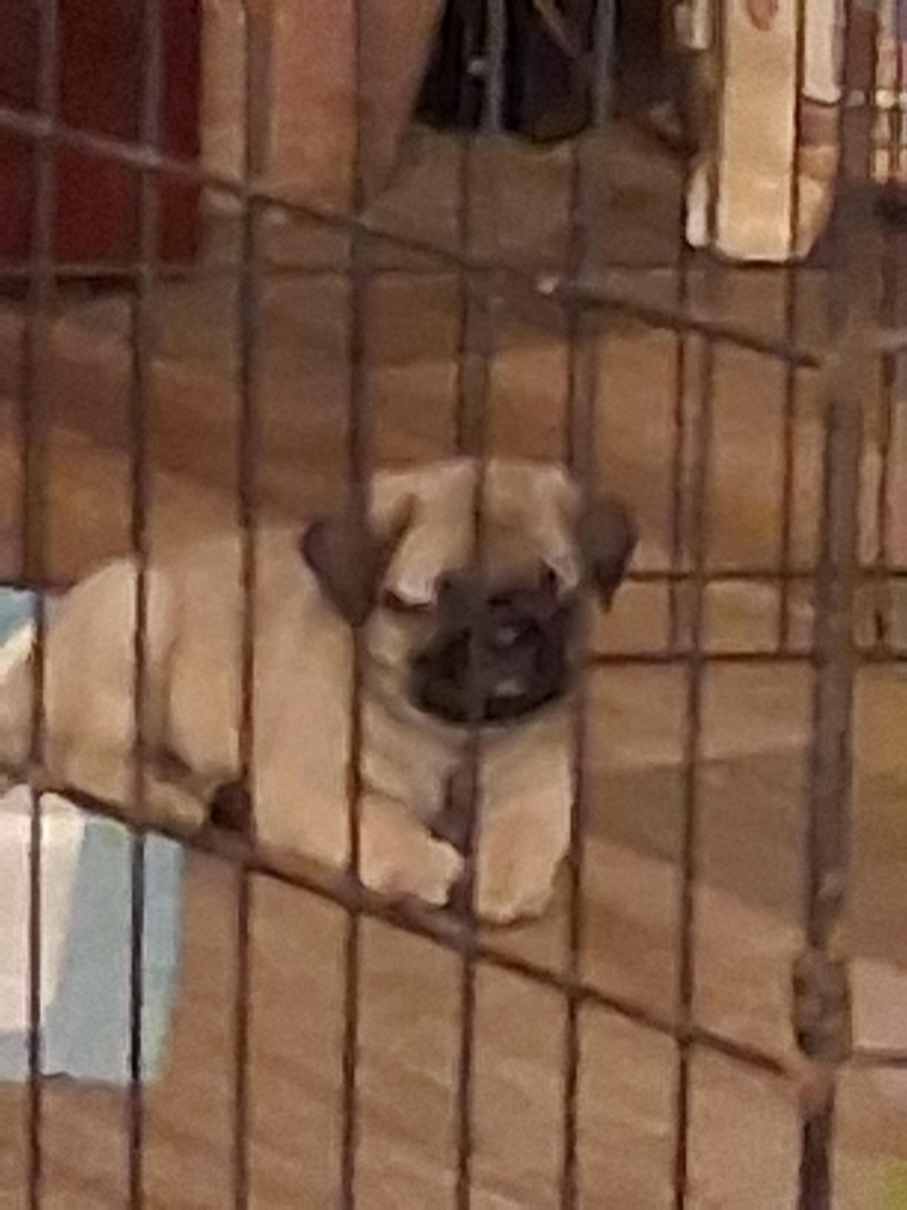 PUG PUPPIES image 1