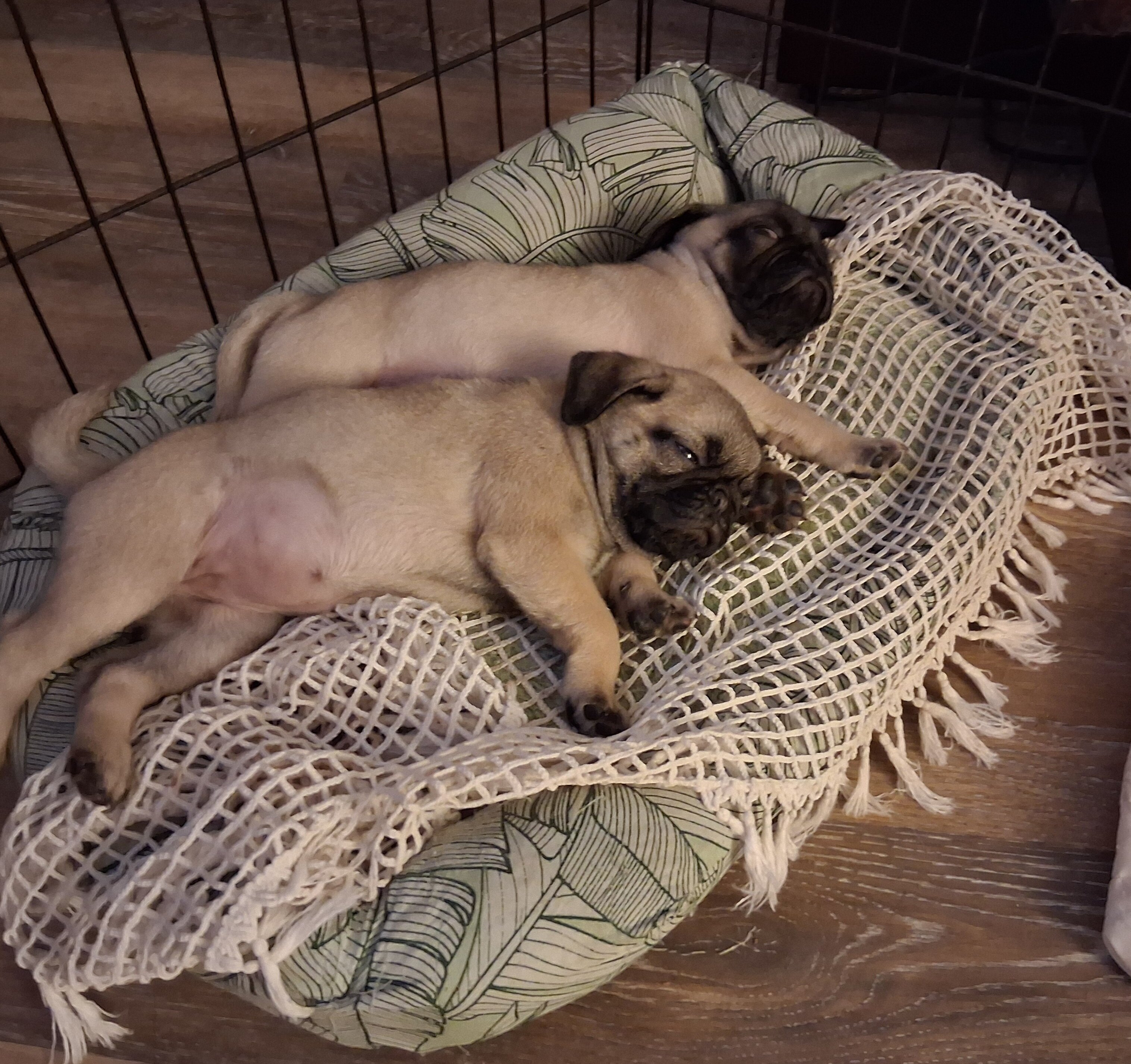 PUG PUPPIES image 2