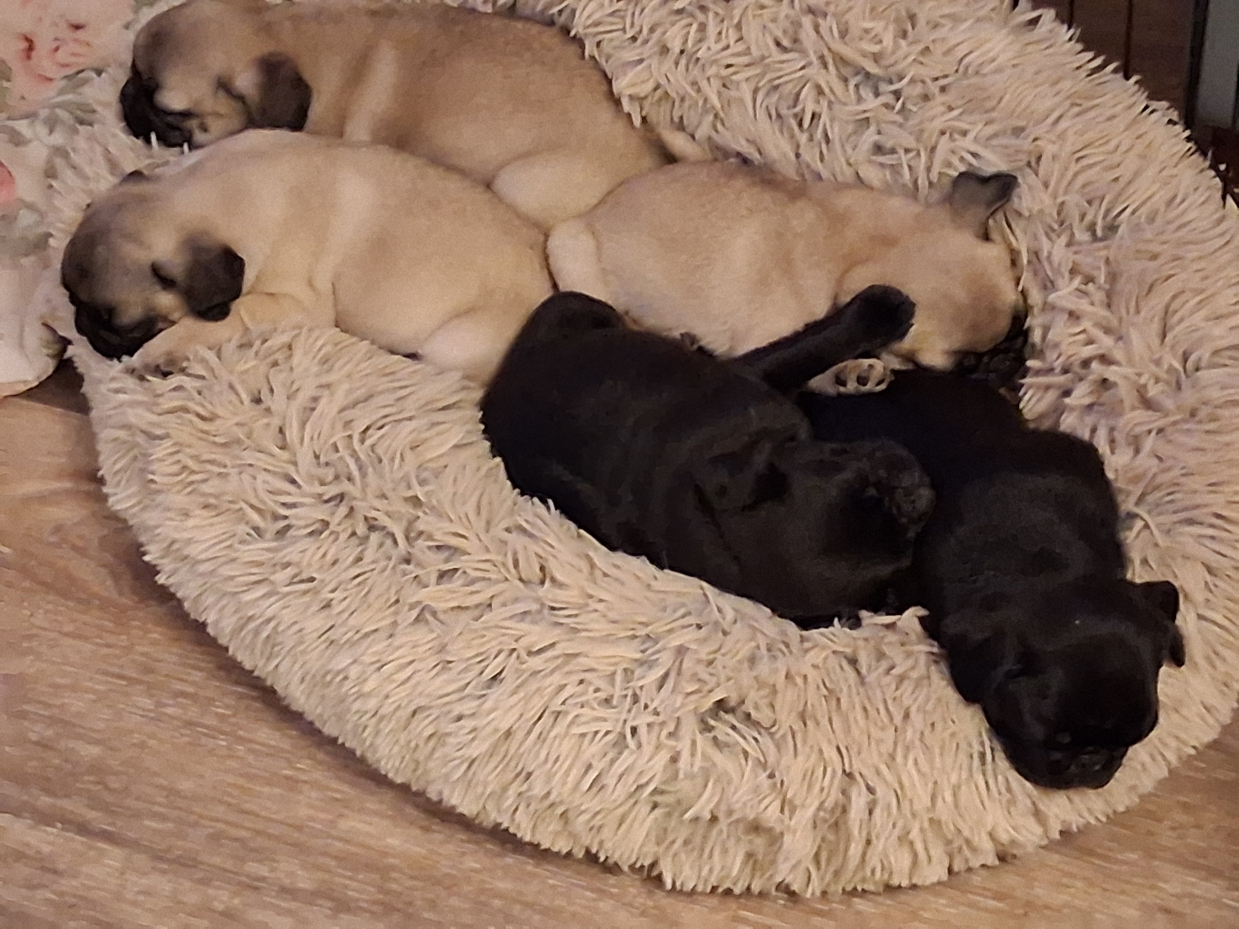 PUG PUPPIES image 5