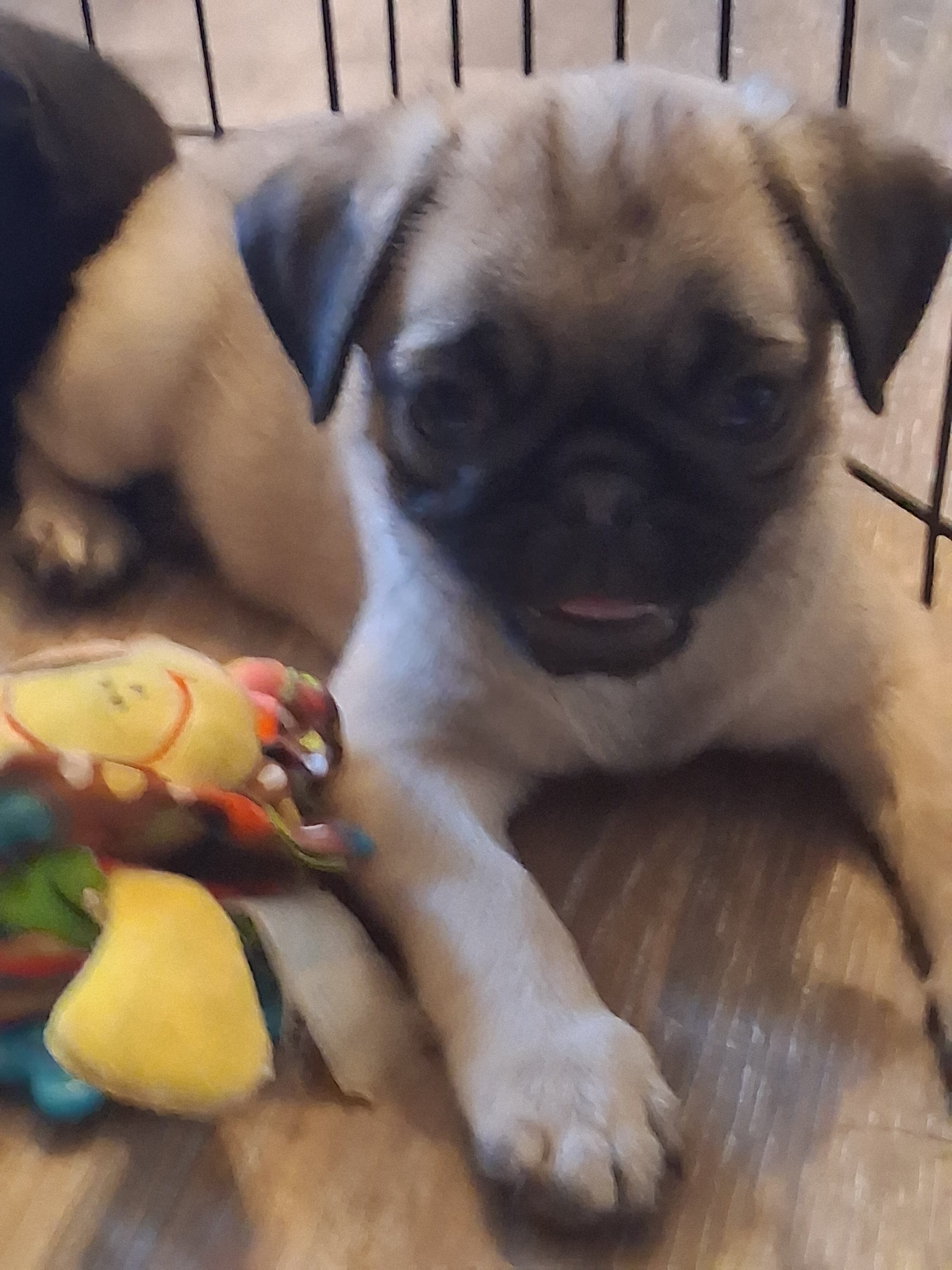 PUG PUPPIES image 3