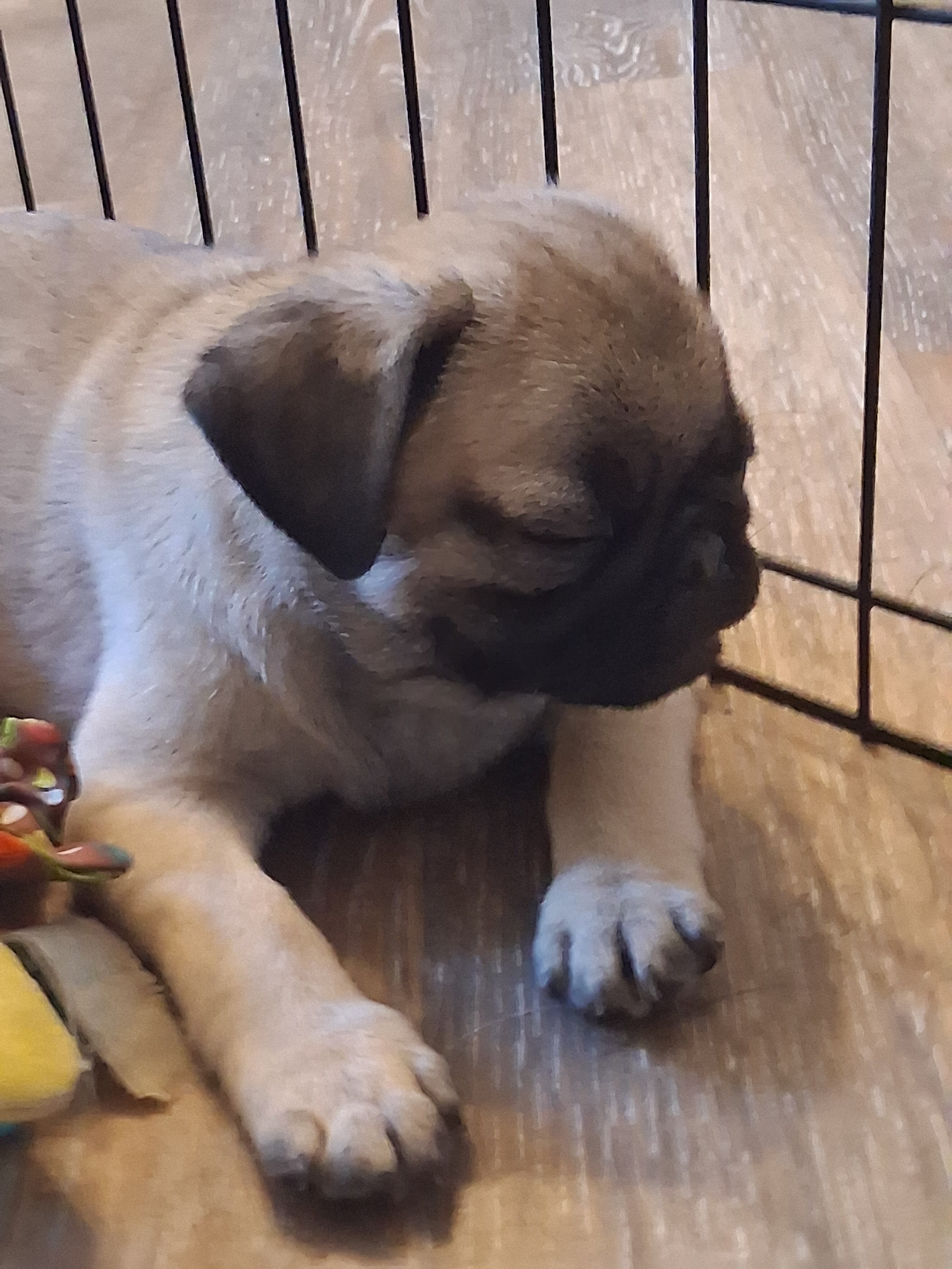 PUG PUPPIES image 4