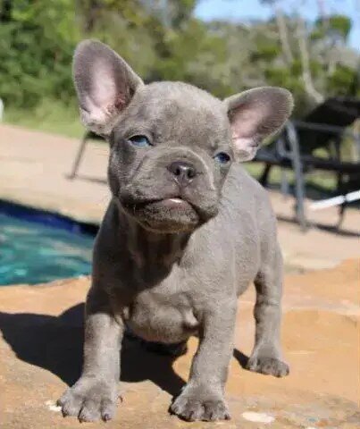 French Bulldog Puppies Available image 1