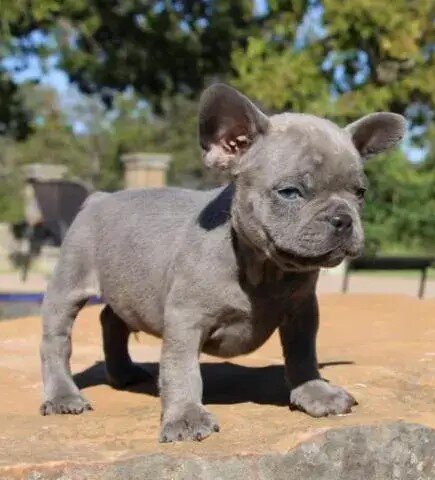 French Bulldog Puppies Available image 2