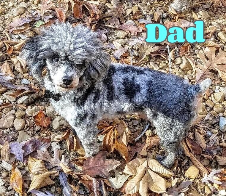Lulu Female Bichpoo image 8