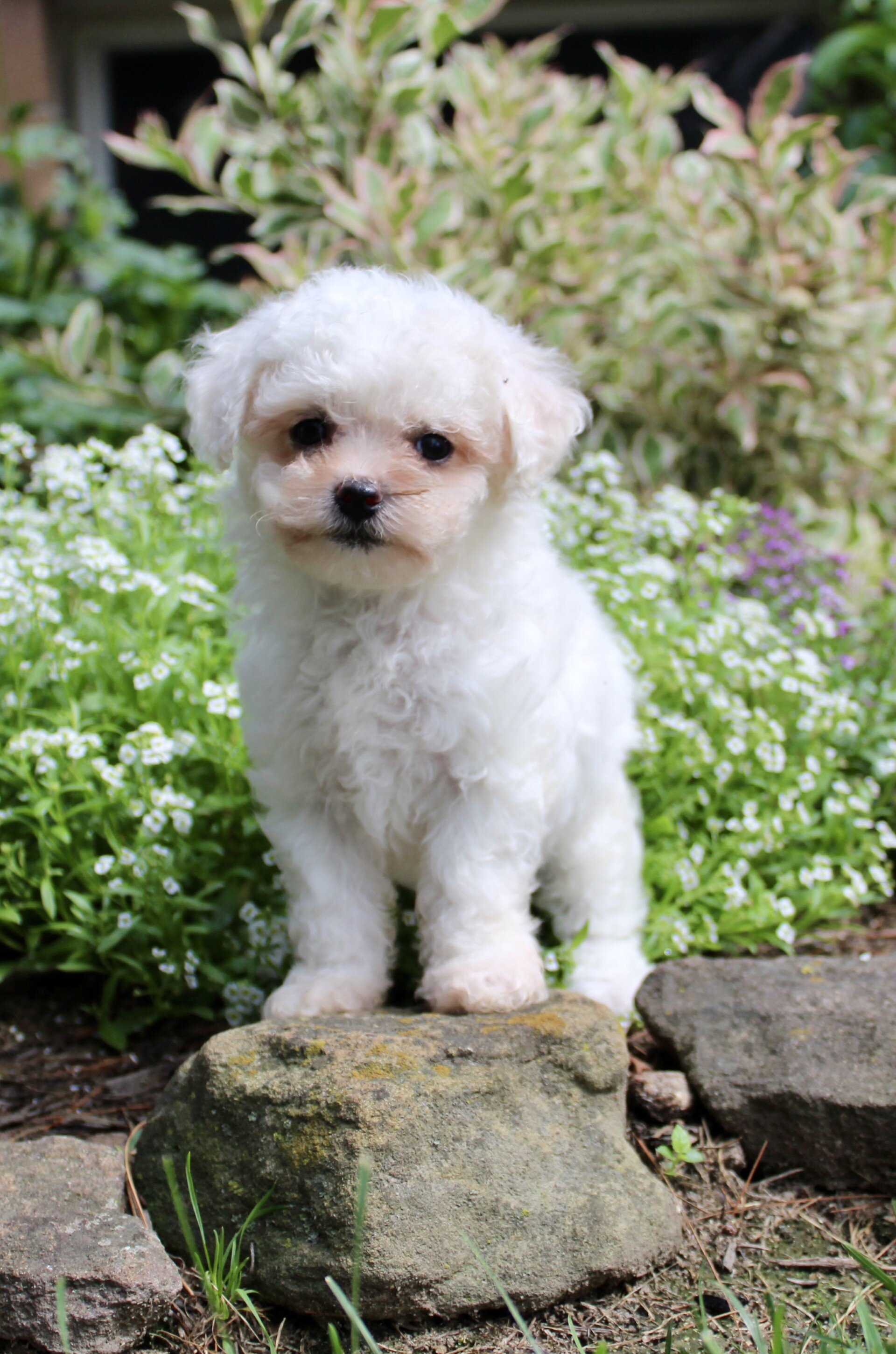 Lulu Female Bichpoo image 2