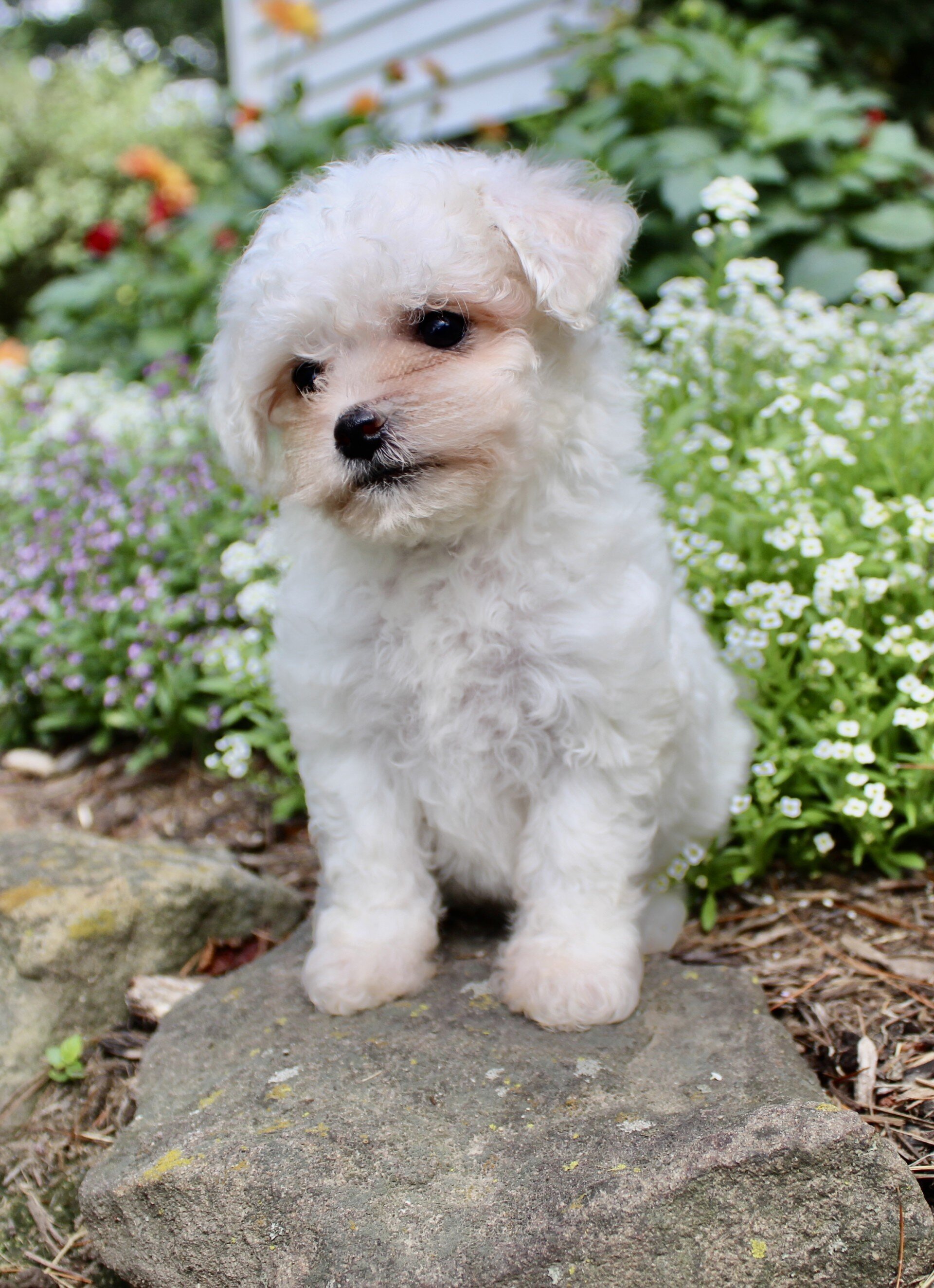 Lulu Female Bichpoo image 4