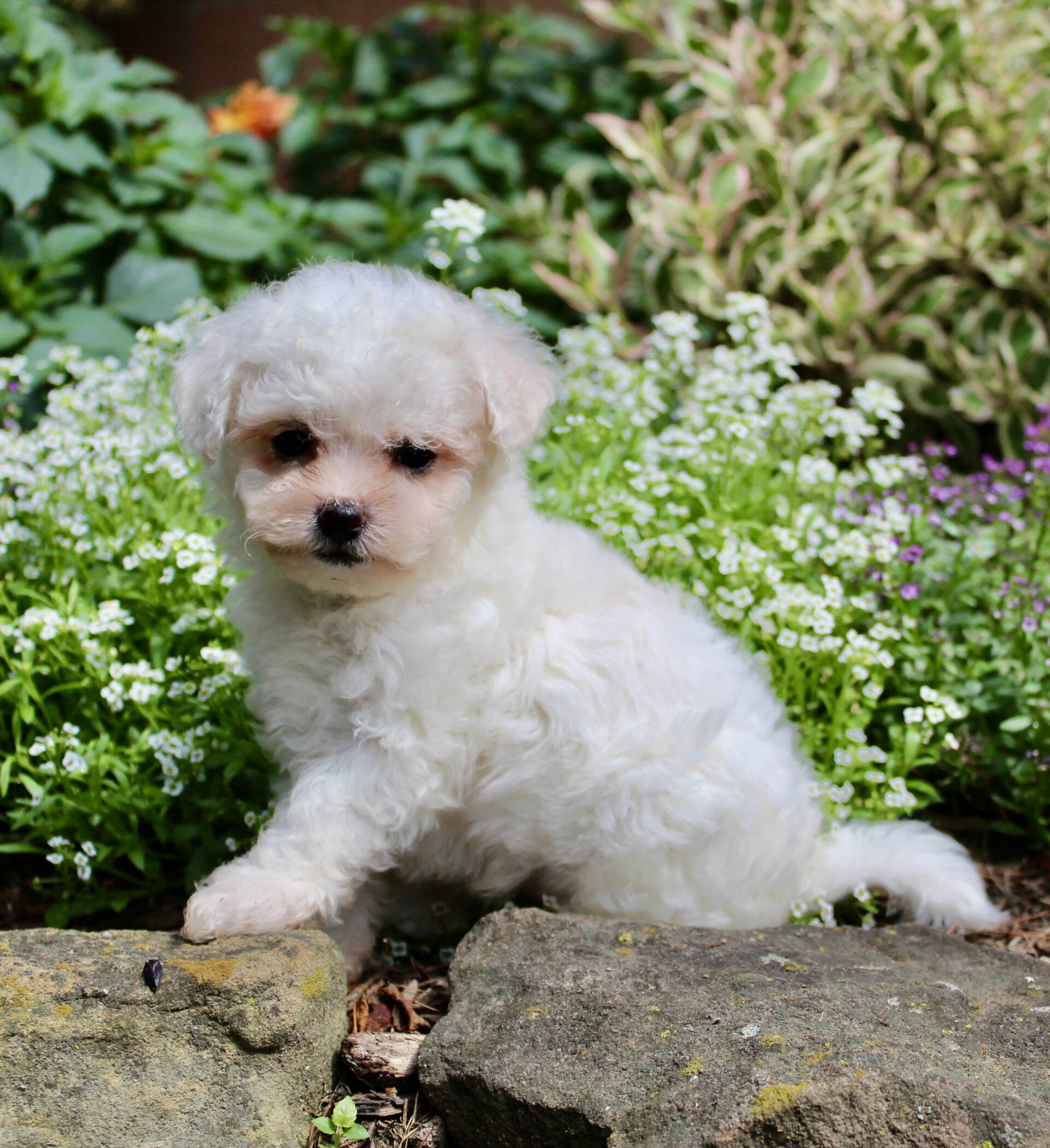 Lulu Female Bichpoo image 5