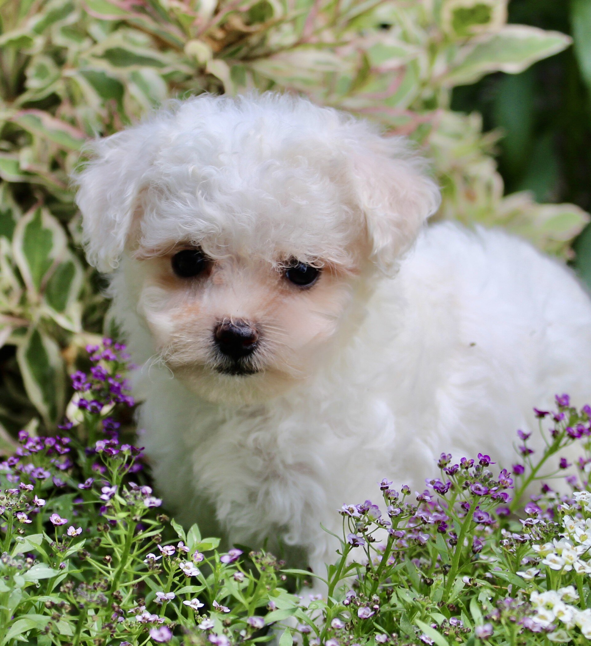 Lulu Female Bichpoo image 6