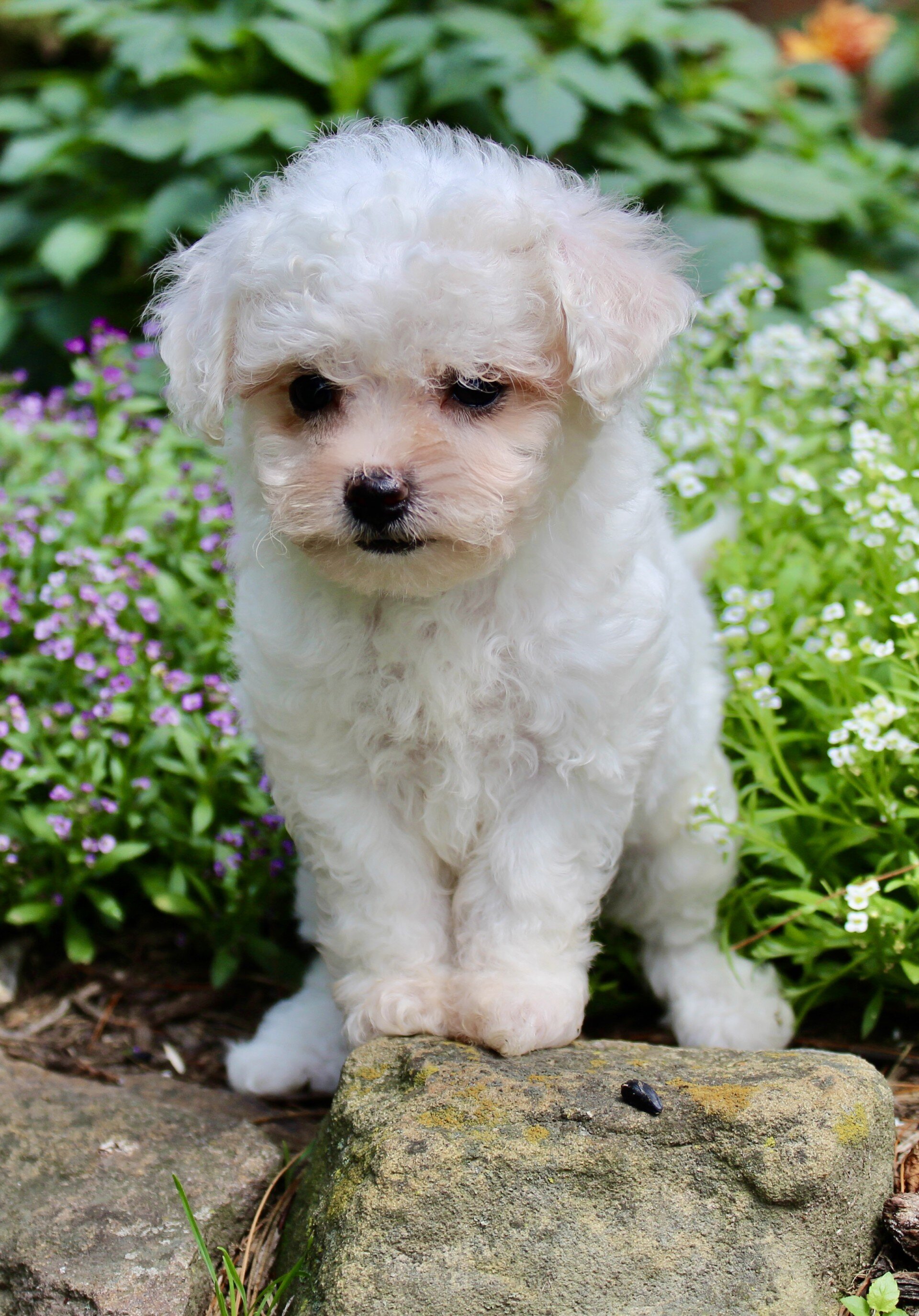 Lulu Female Bichpoo image 3