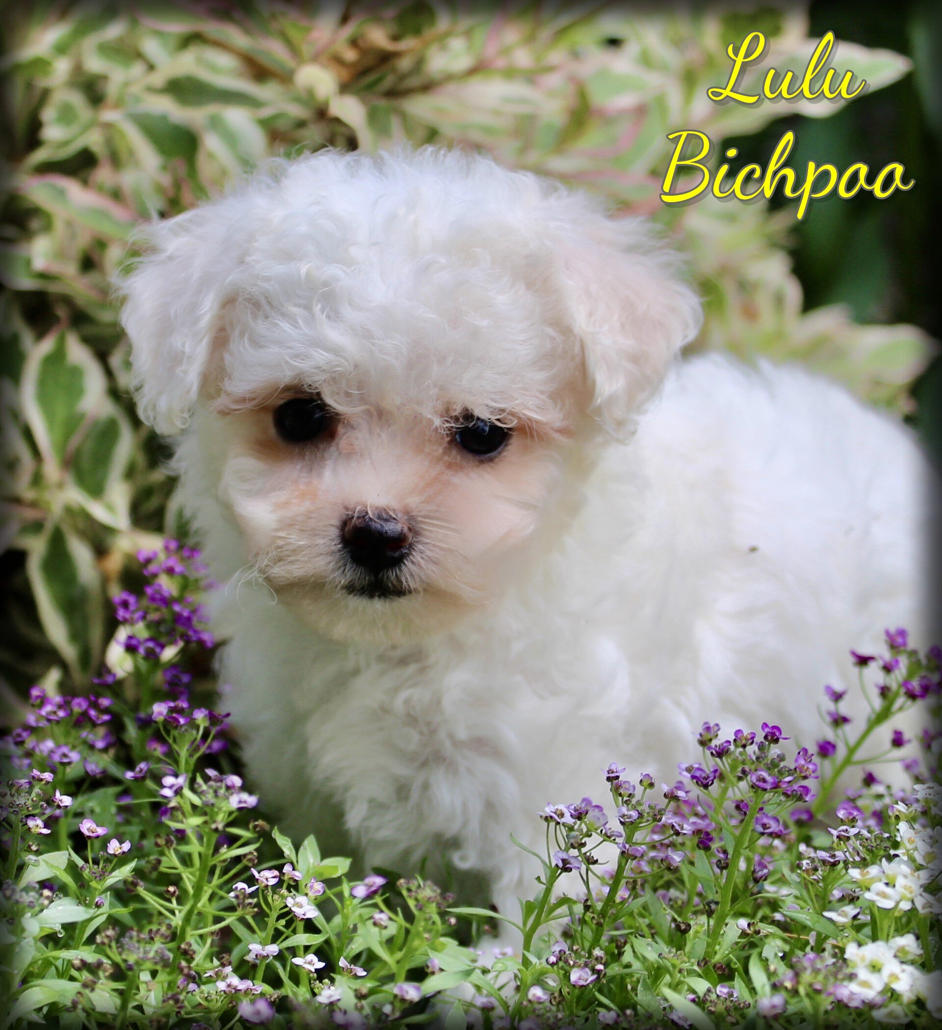Lulu Female Bichpoo image 1