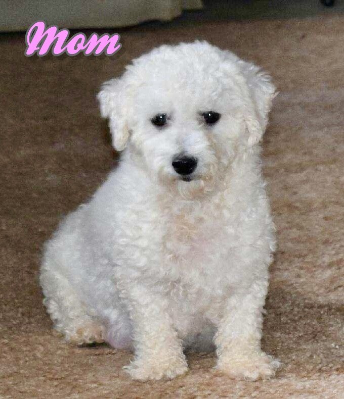 Loki Male Bichpoo image 6
