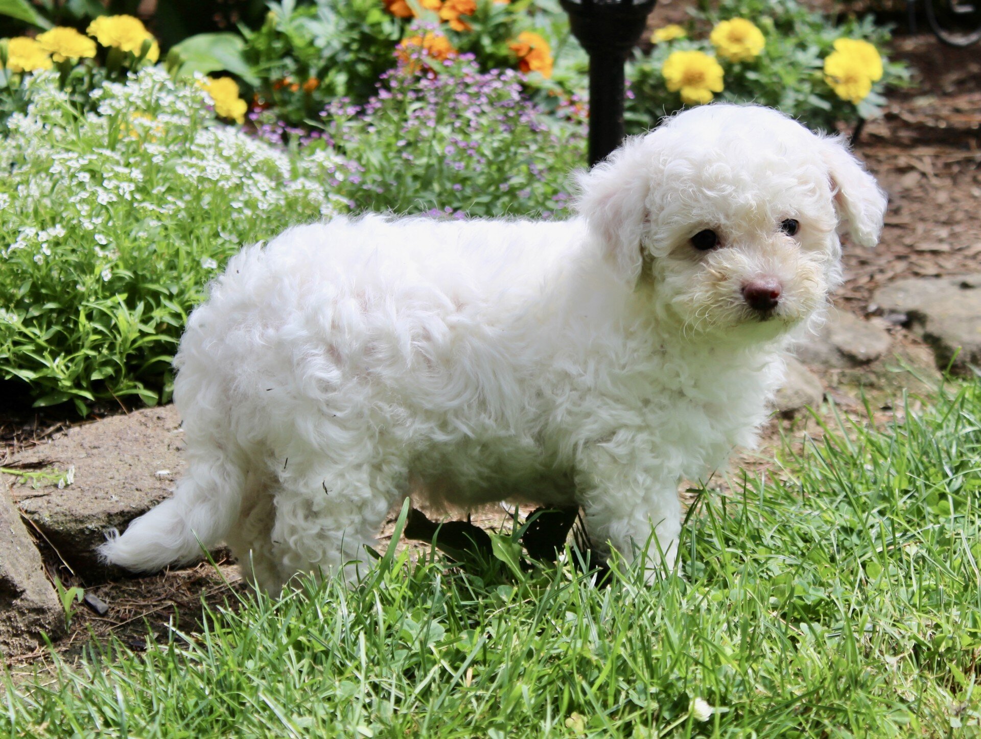 Loki Male Bichpoo image 5