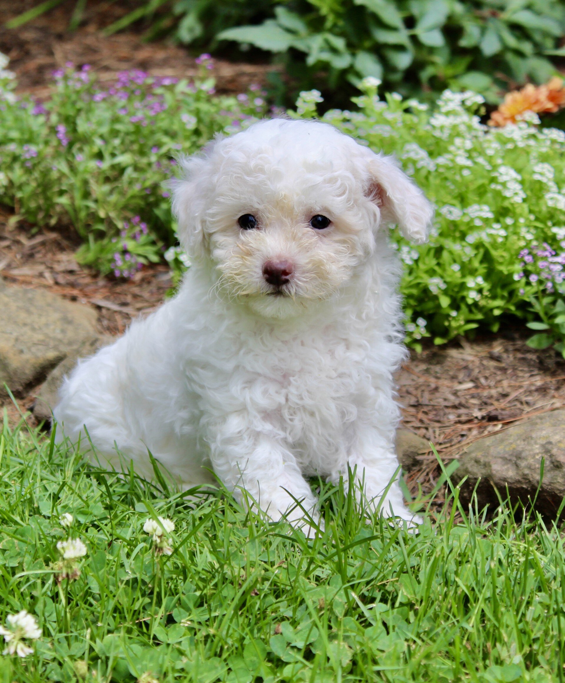 Loki Male Bichpoo image 2