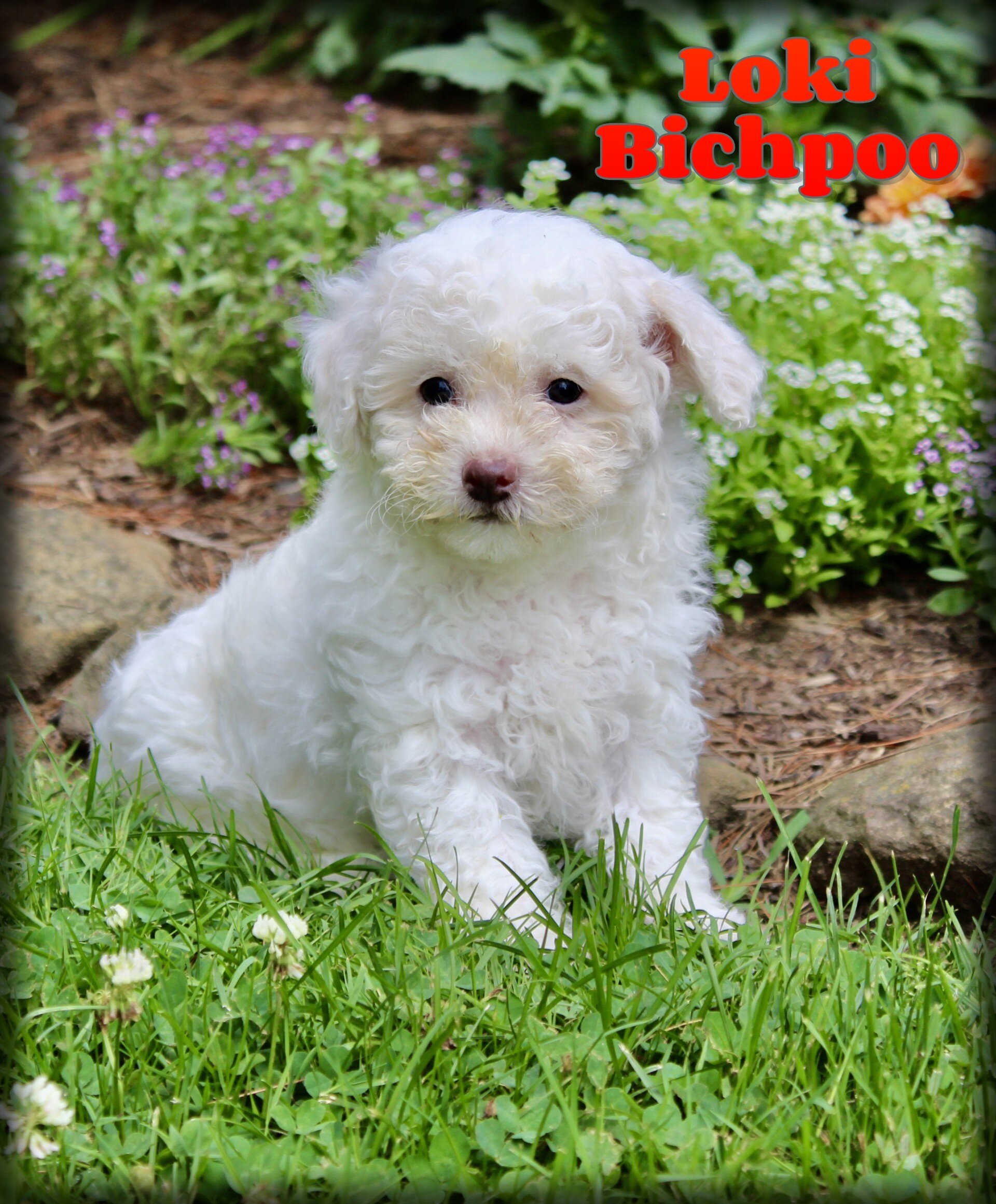 Loki Male Bichpoo image 1