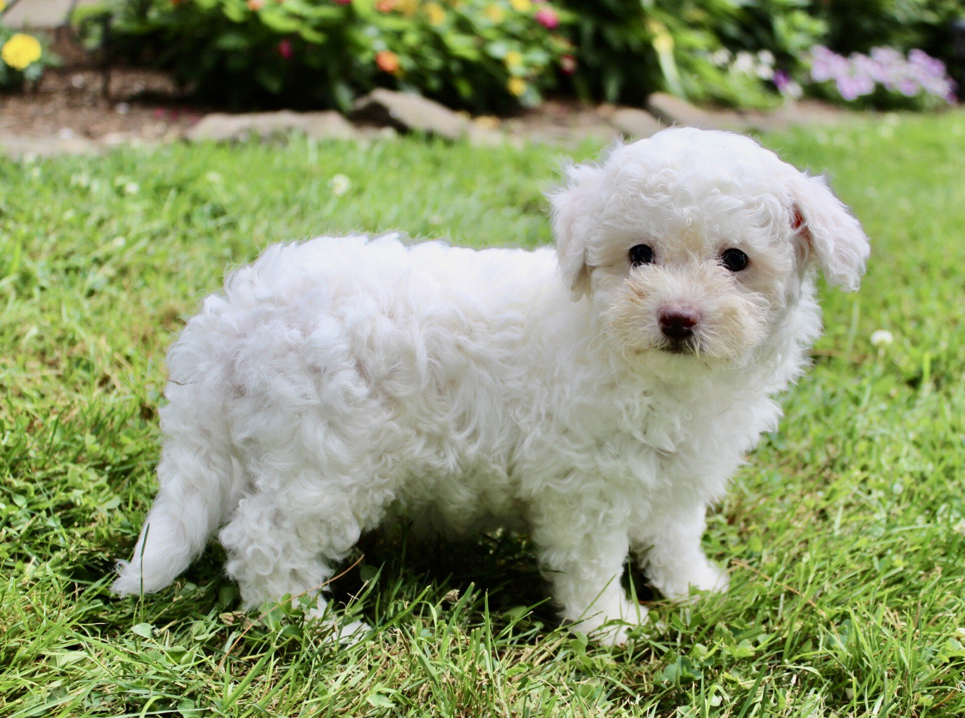 Loki Male Bichpoo image 4