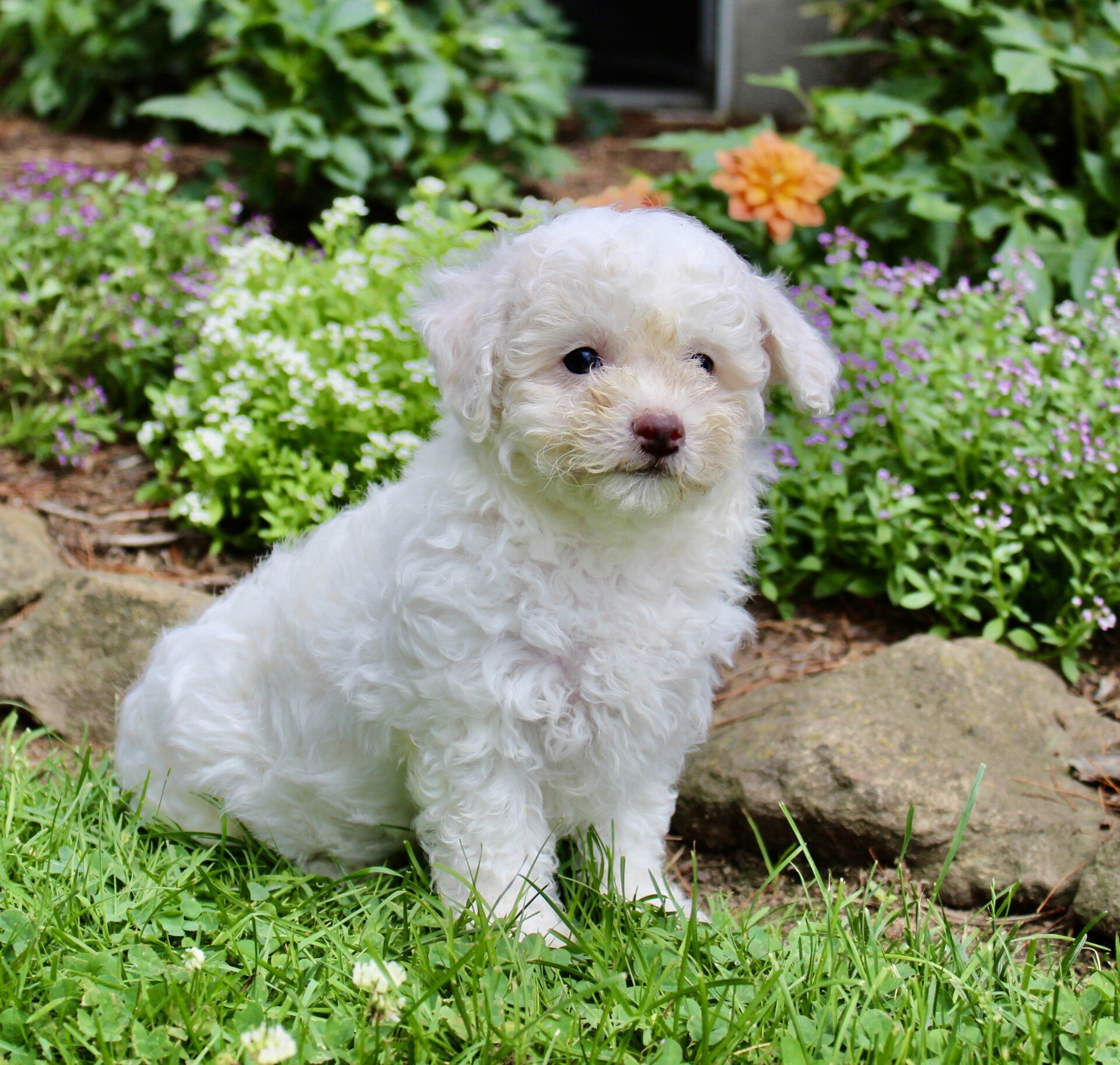 Loki Male Bichpoo image 3
