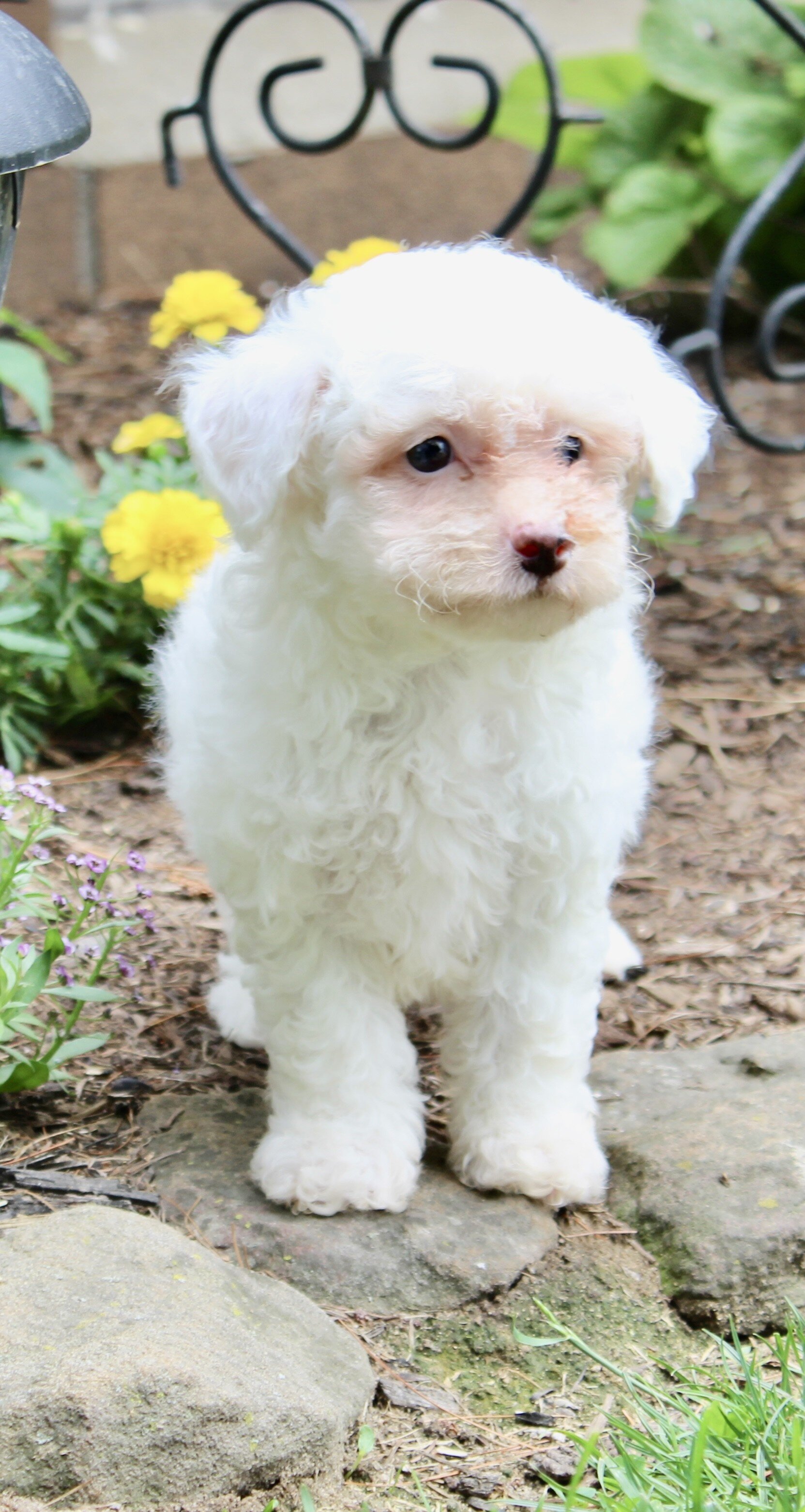 Logan Male Bichpoo image 5