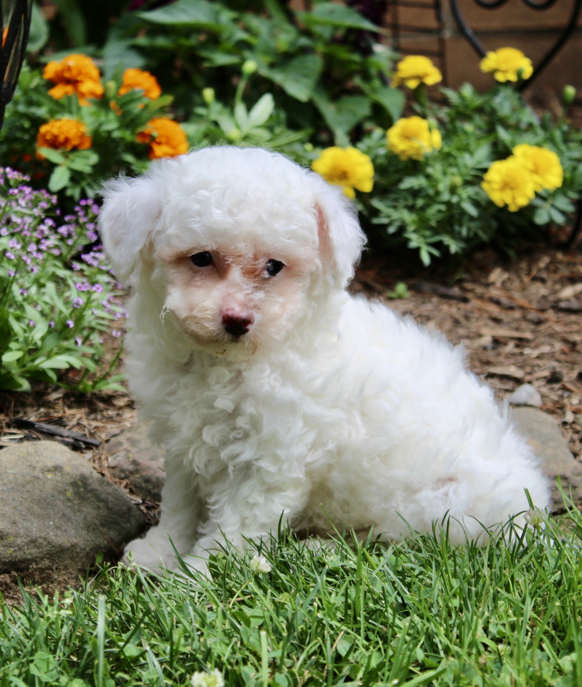 Logan Male Bichpoo image 4