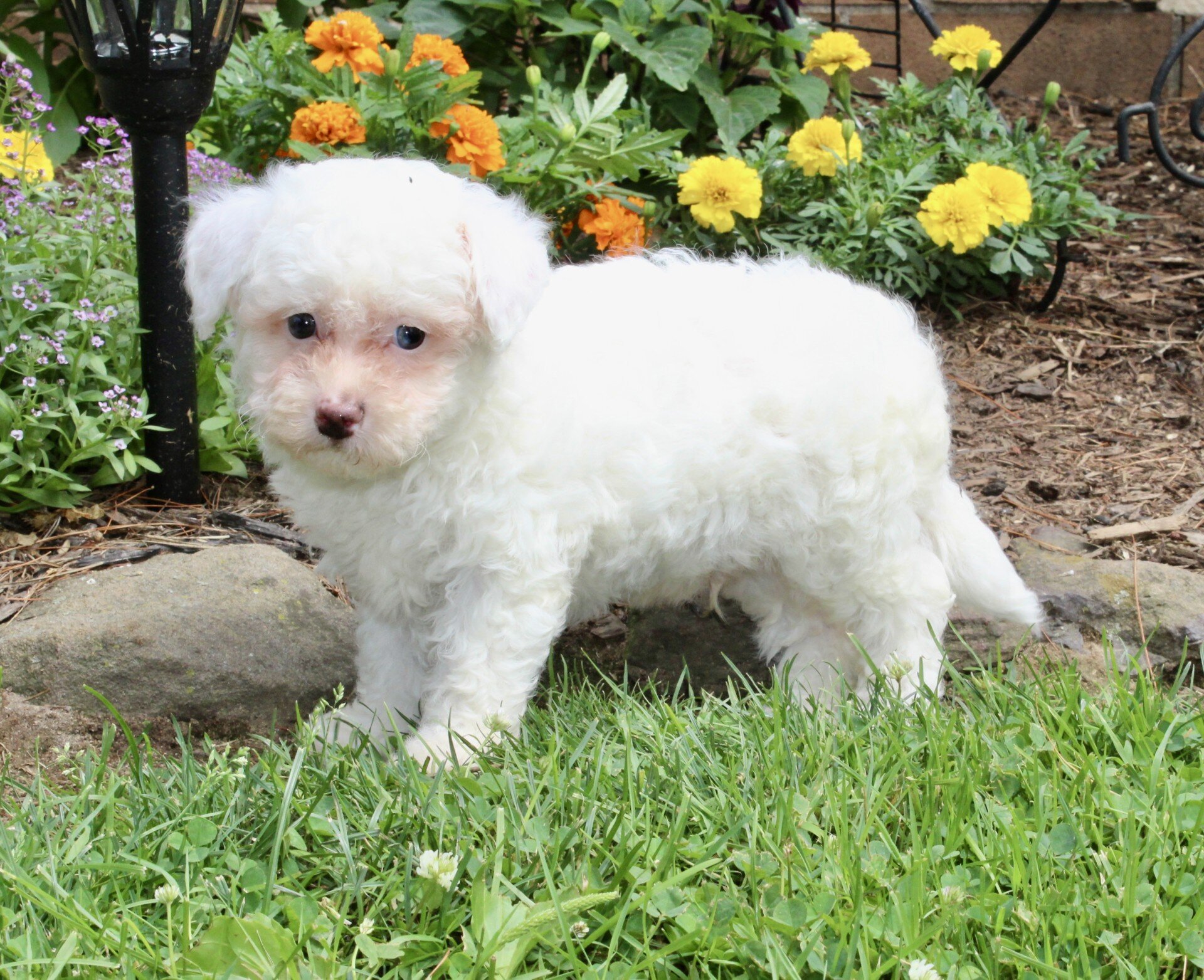 Logan Male Bichpoo image 7