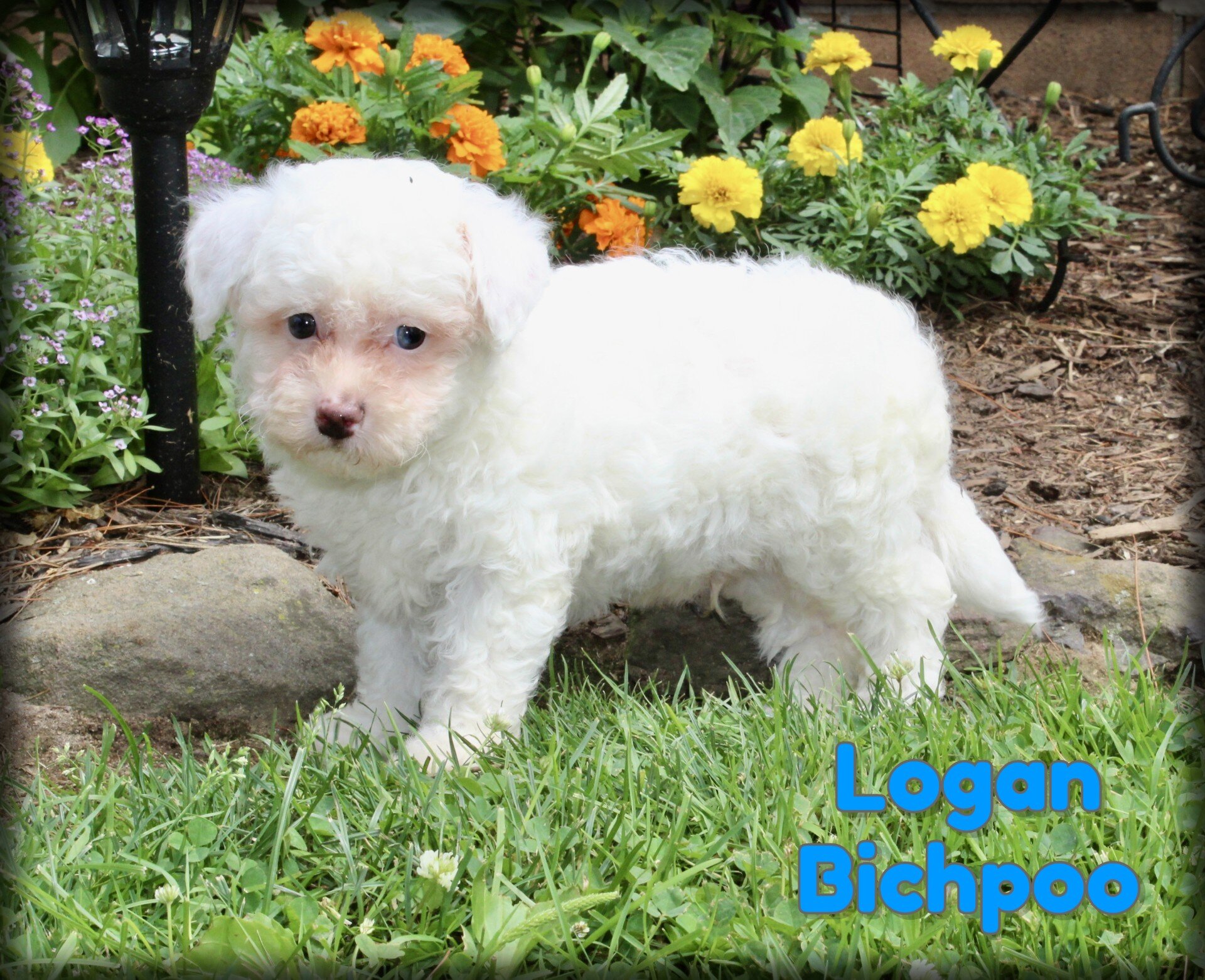 Logan Male Bichpoo image 1