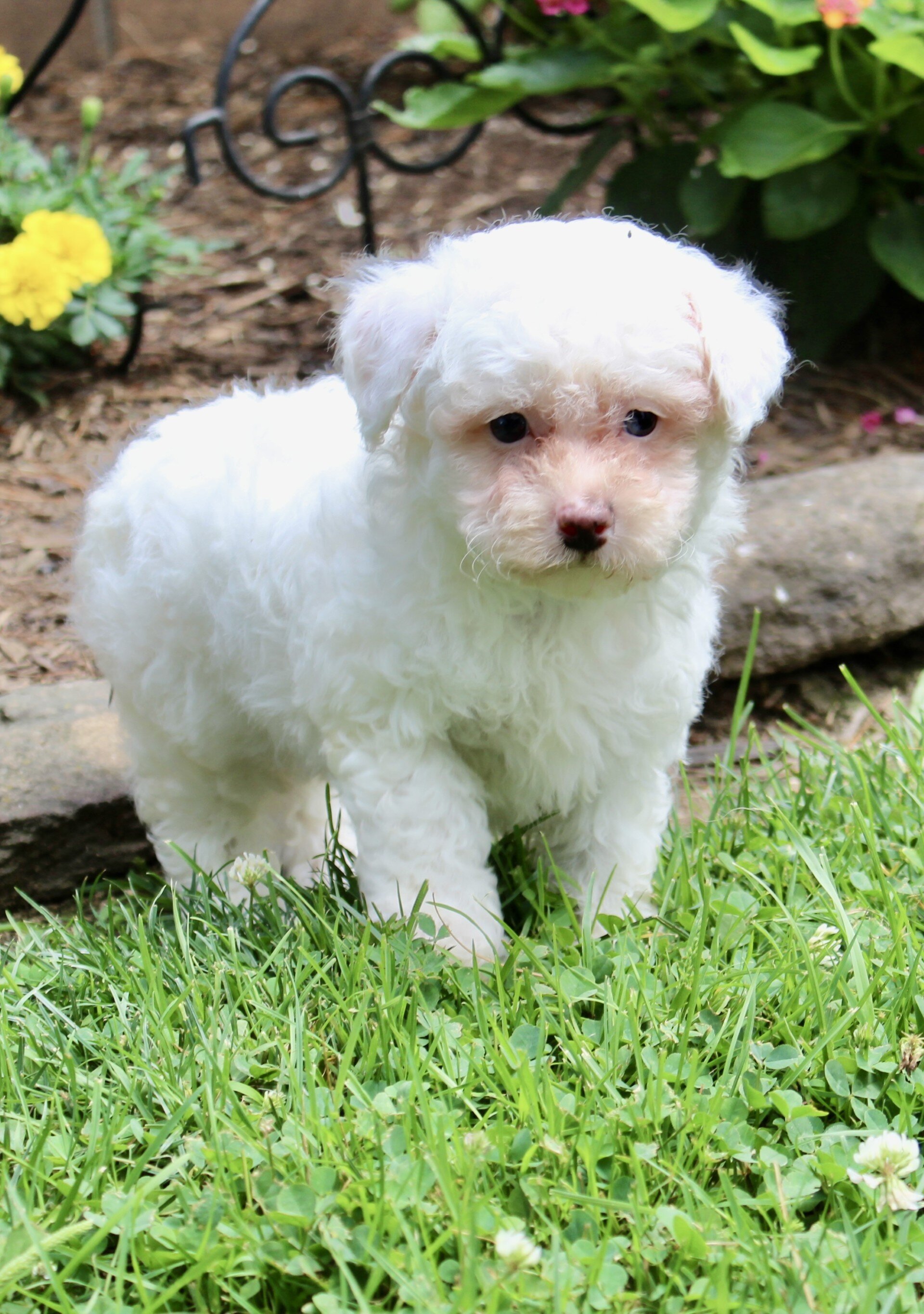 Logan Male Bichpoo image 6