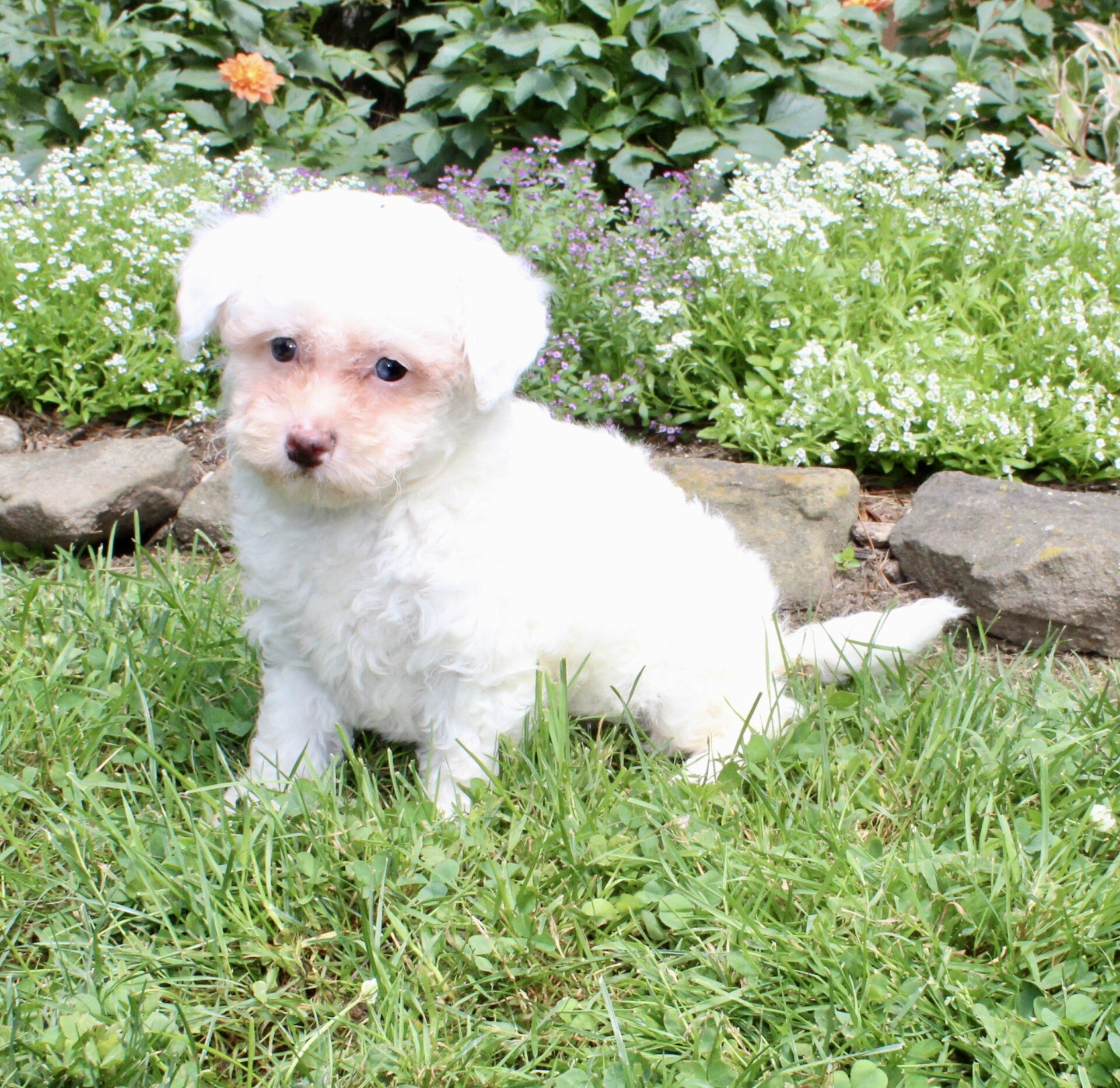 Logan Male Bichpoo image 3