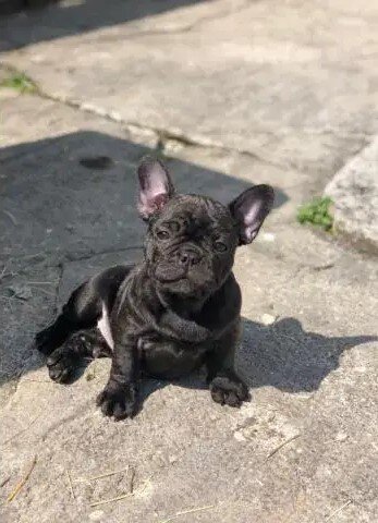 Healthy Male and Female French Bulldog Pups Ready image 1
