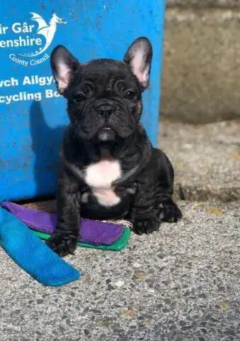 Healthy Male and Female French Bulldog Pups Ready image 2