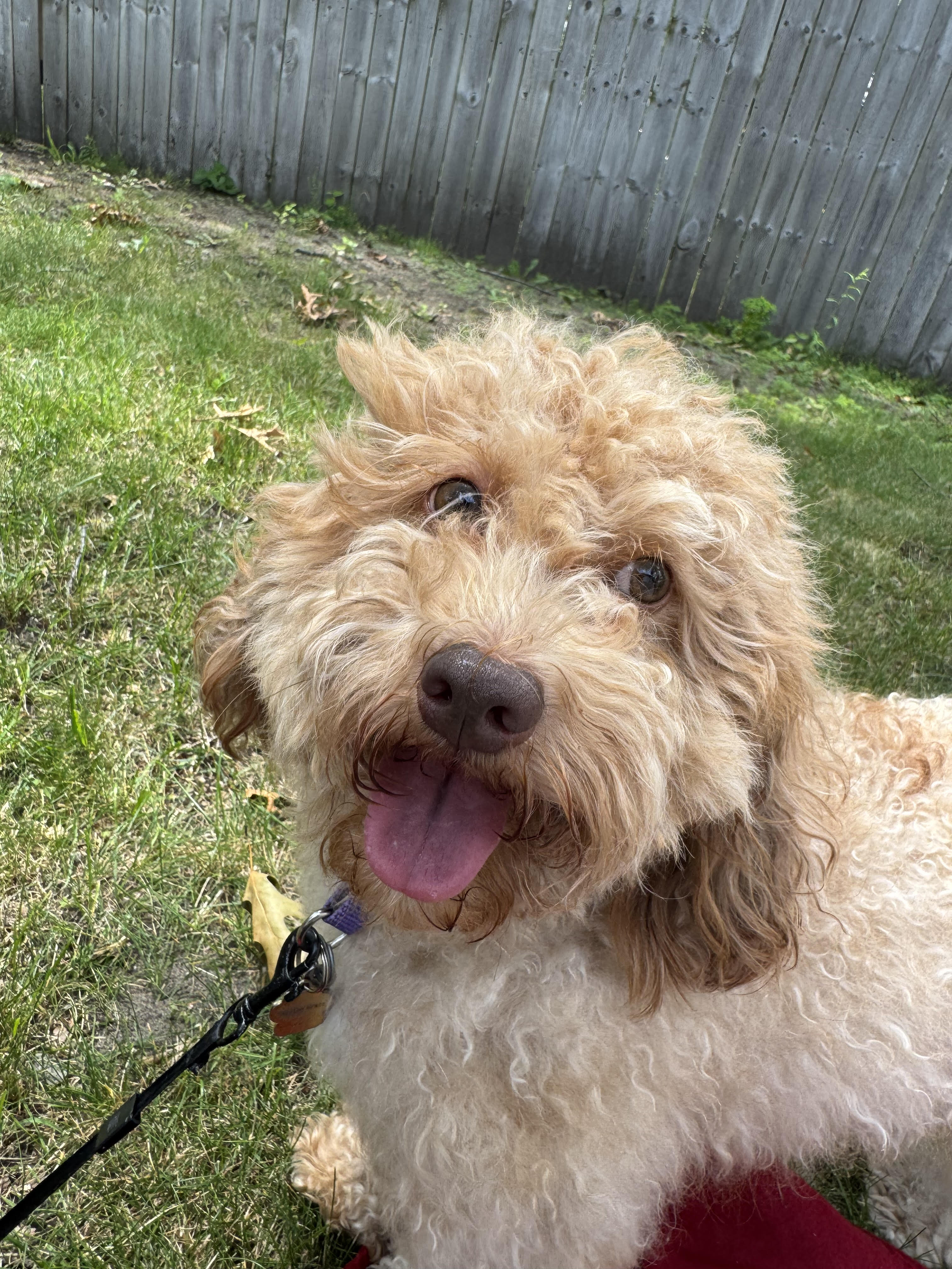 Rehoming Havanese/Poodle to a good home image 1