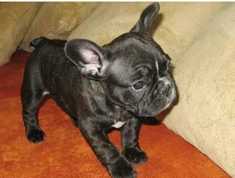 12 weeks old French bulldog puppies image 1