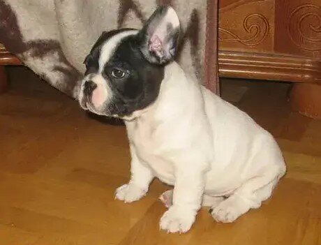 12 weeks old French bulldog puppies image 2