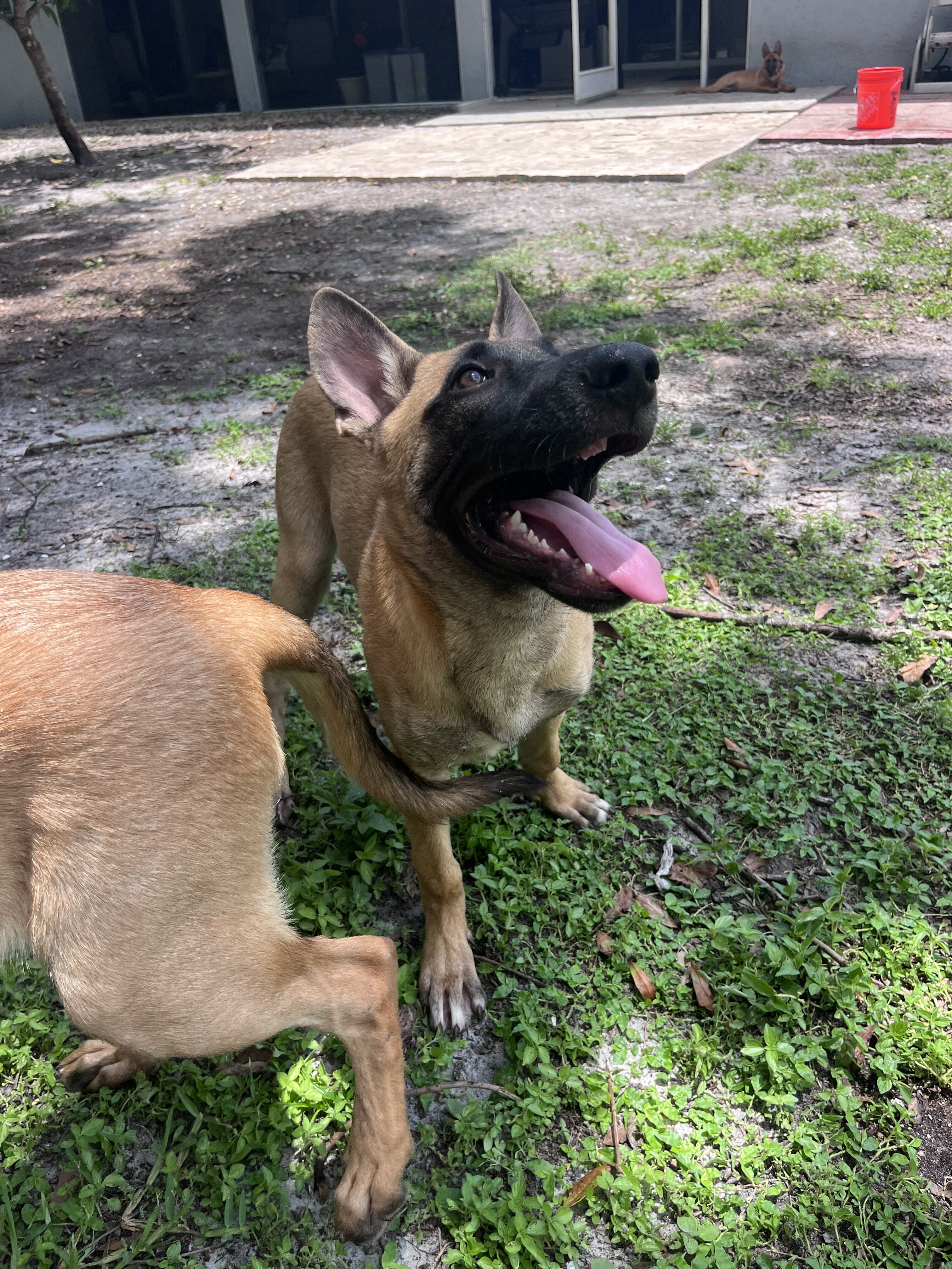 Belgian Malinois X Puppy - JUDE image 4