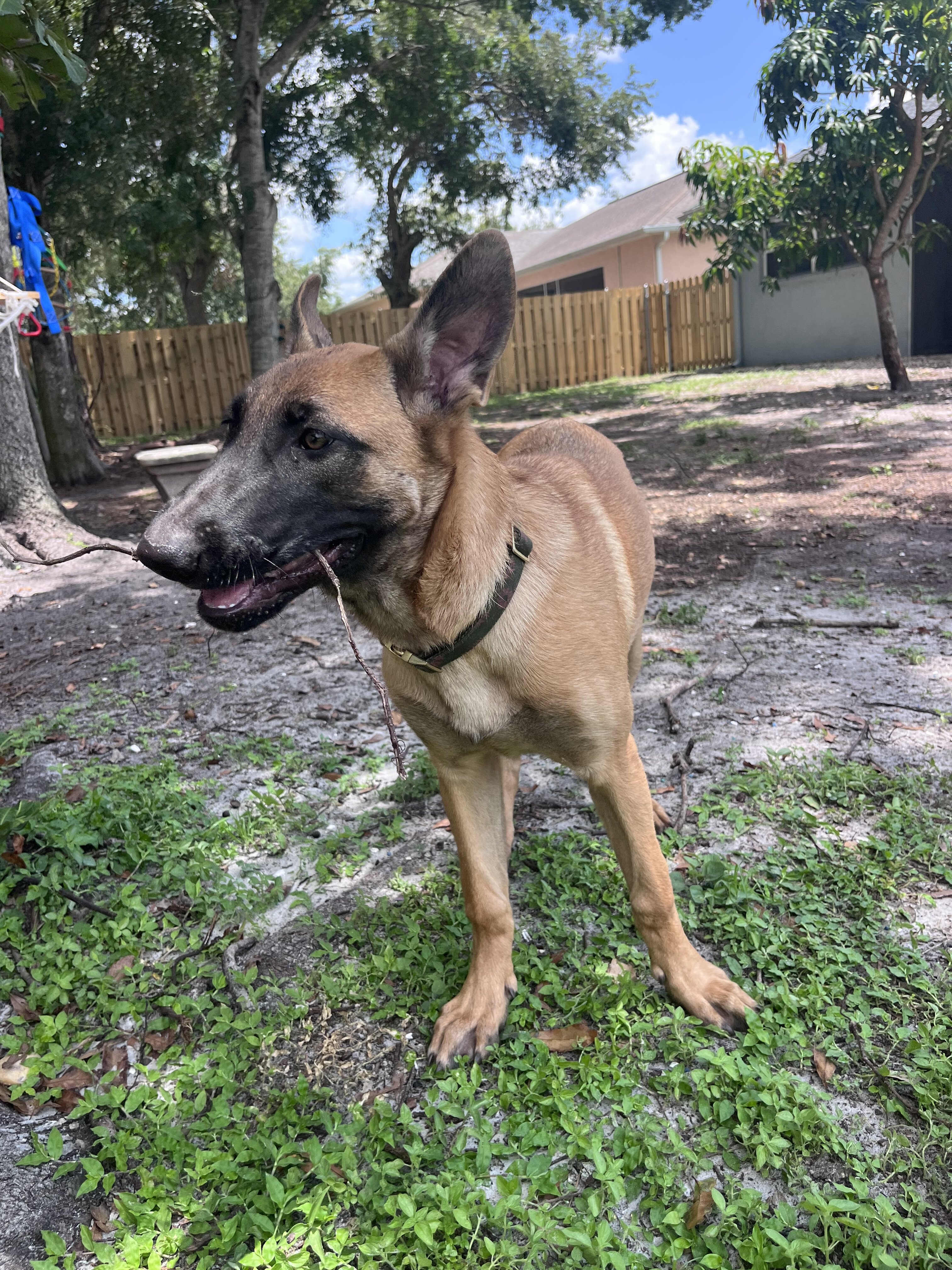 Belgian Malinois X Puppy - JUDE image 3