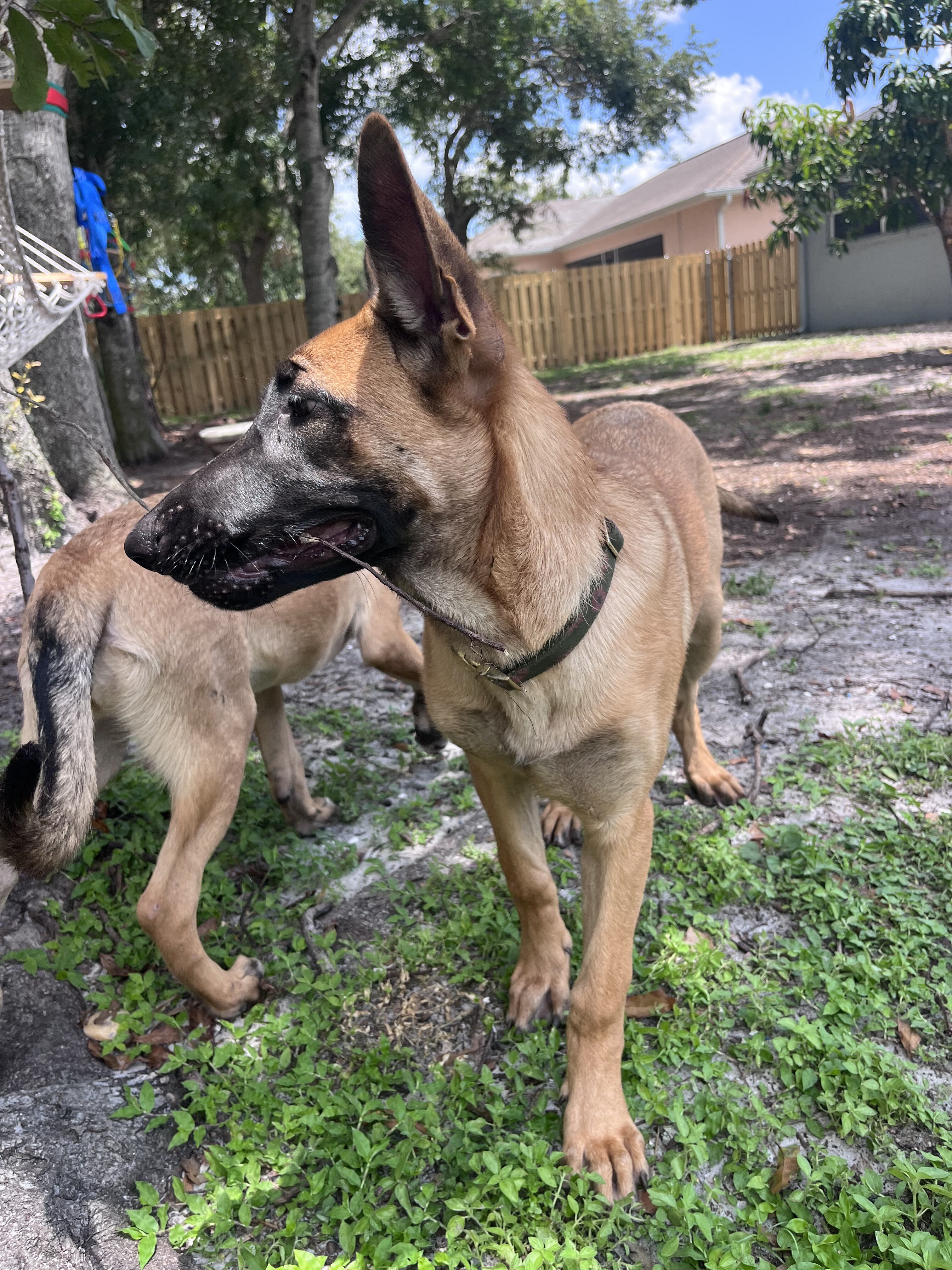 Belgian Malinois X Puppy - JUDE image 2
