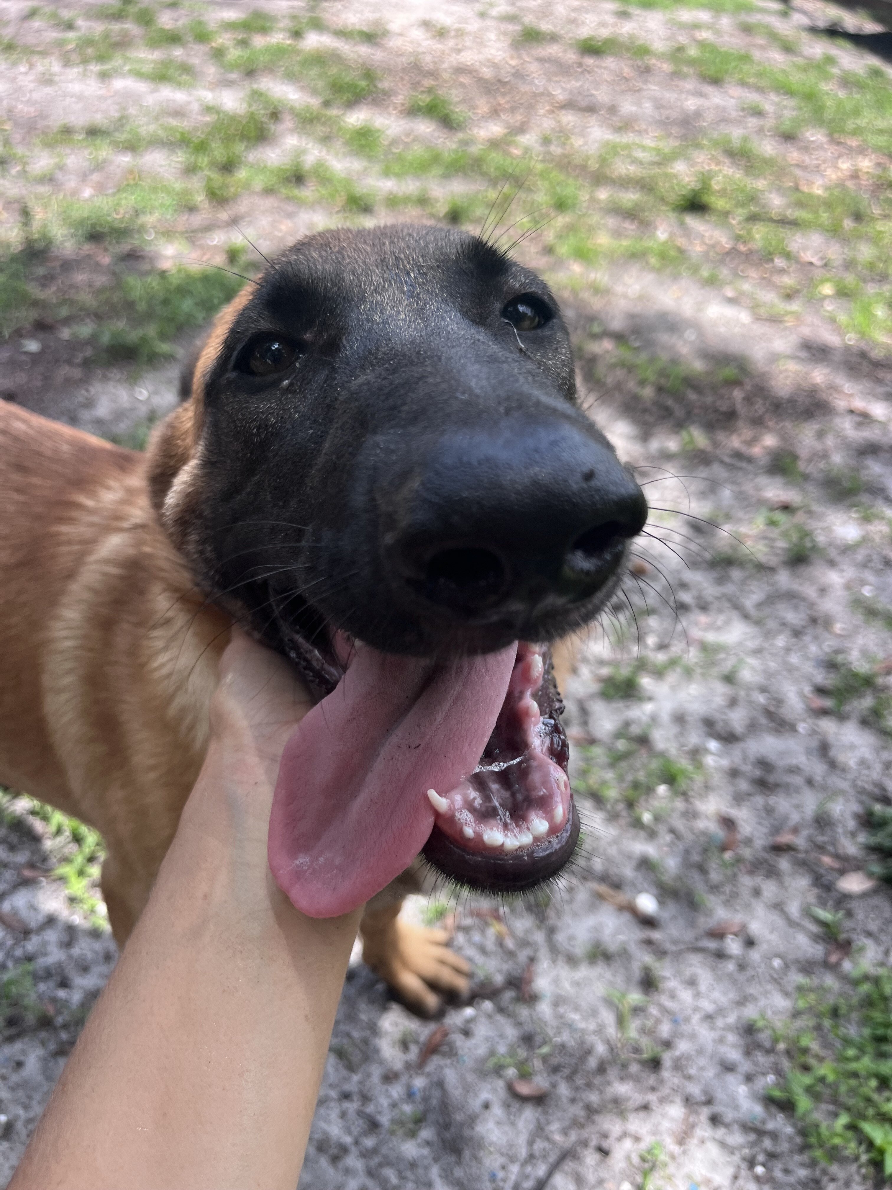 Belgian Malinois X Puppy - JUDE image 5