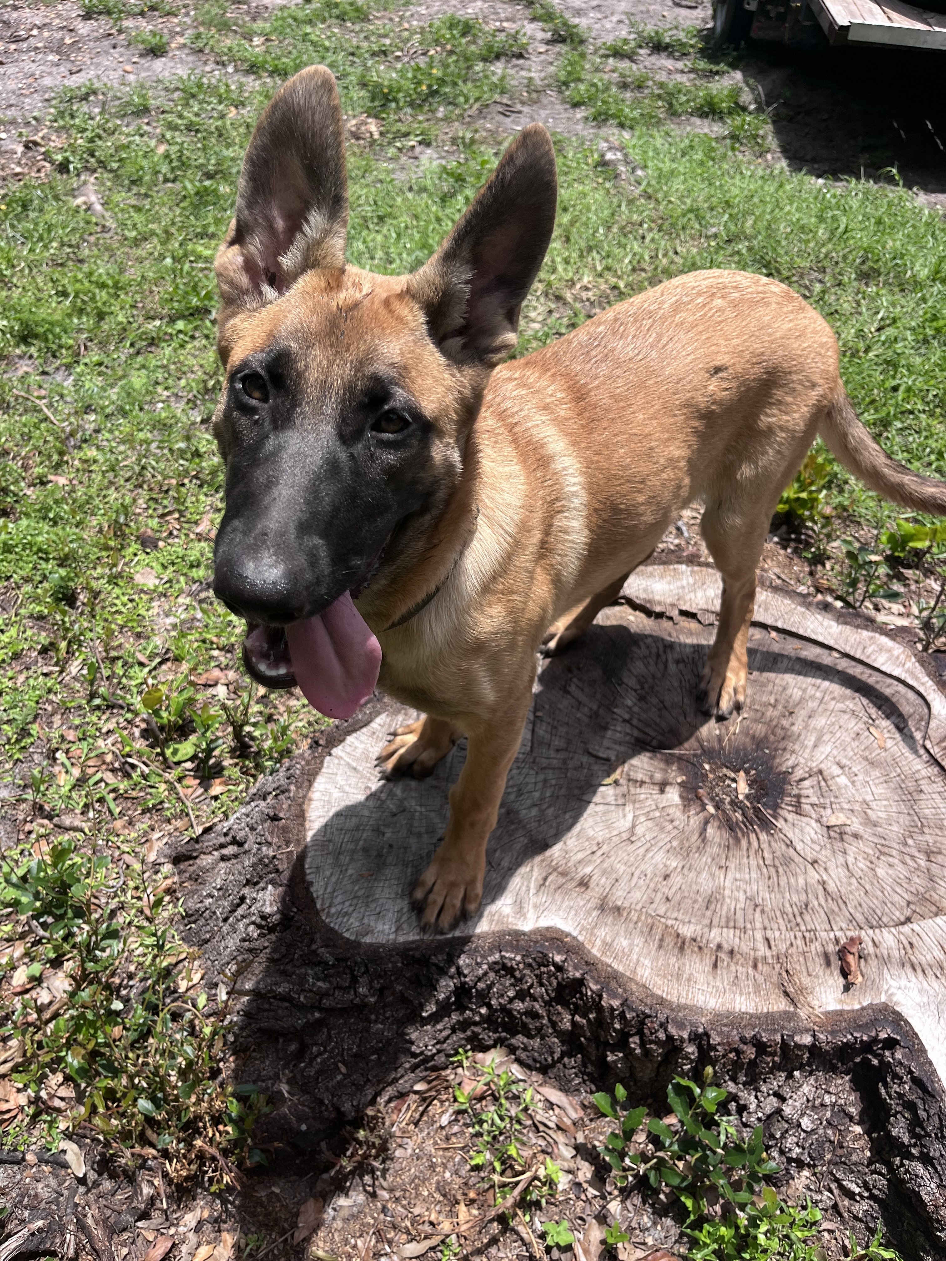 Belgian Malinois X Puppy - JUDE image 1
