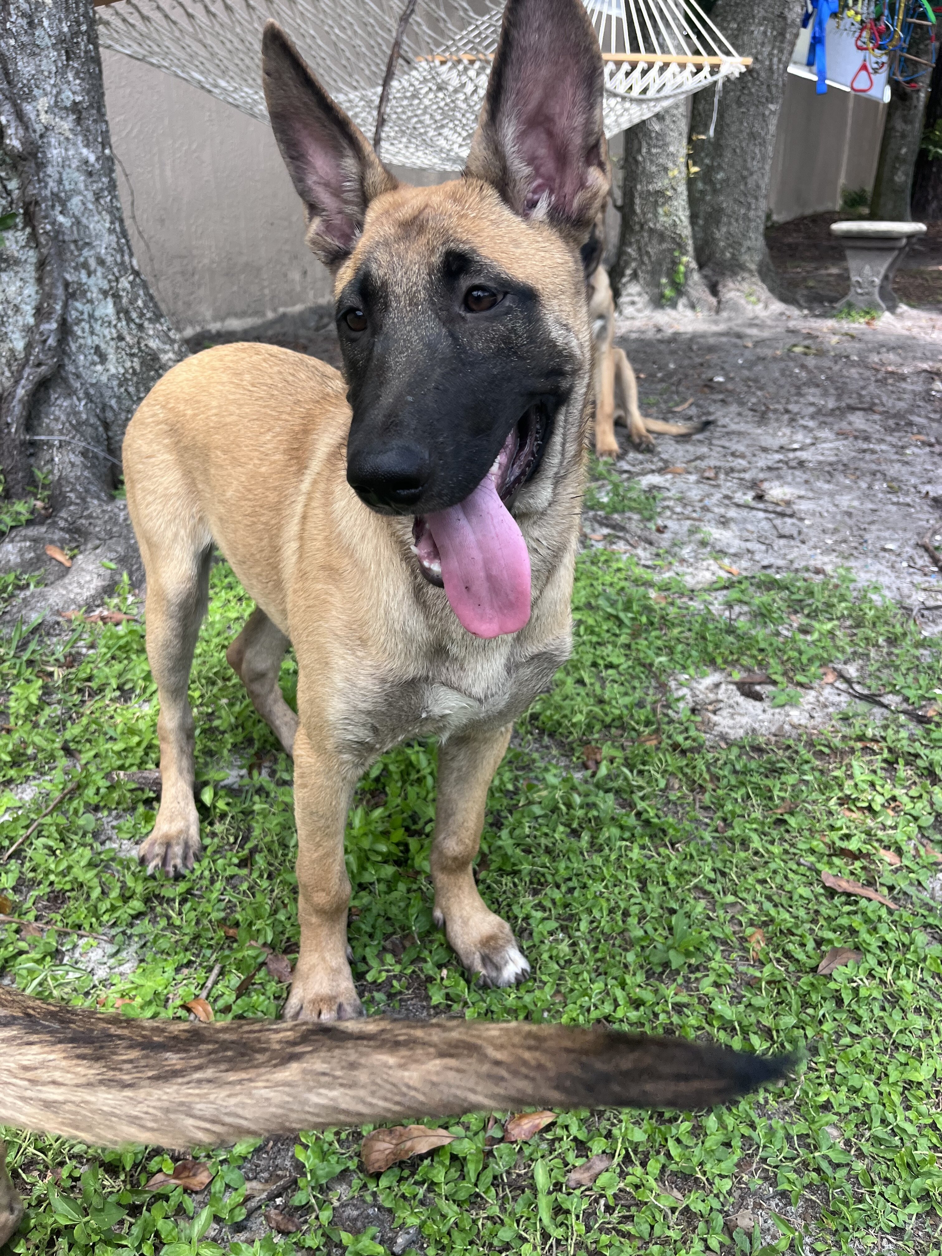 Belgian Malinois X Puppy - ESTHER image 2