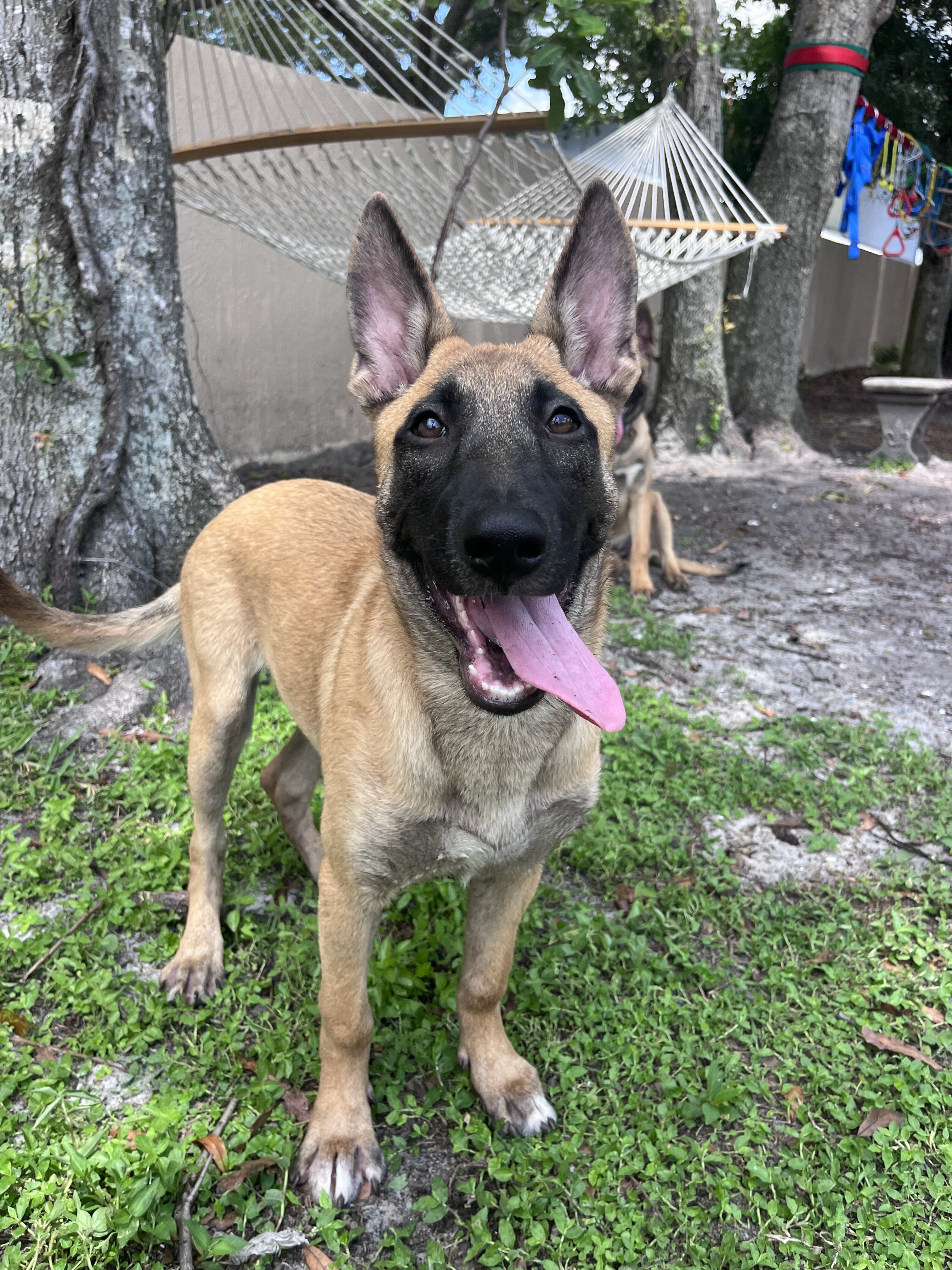 Belgian Malinois X Puppy - ESTHER image 1