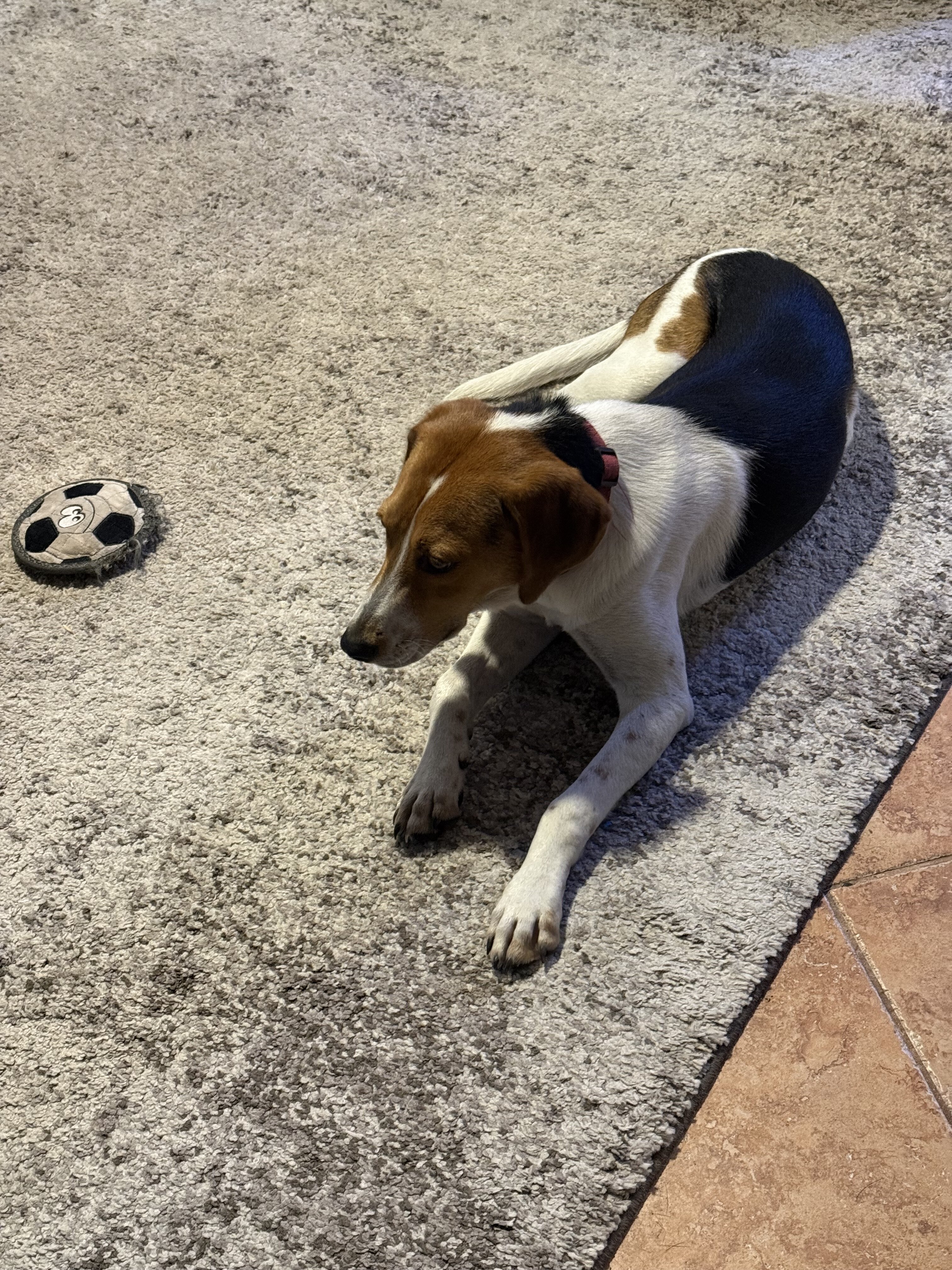 Young Hound Dog image 1