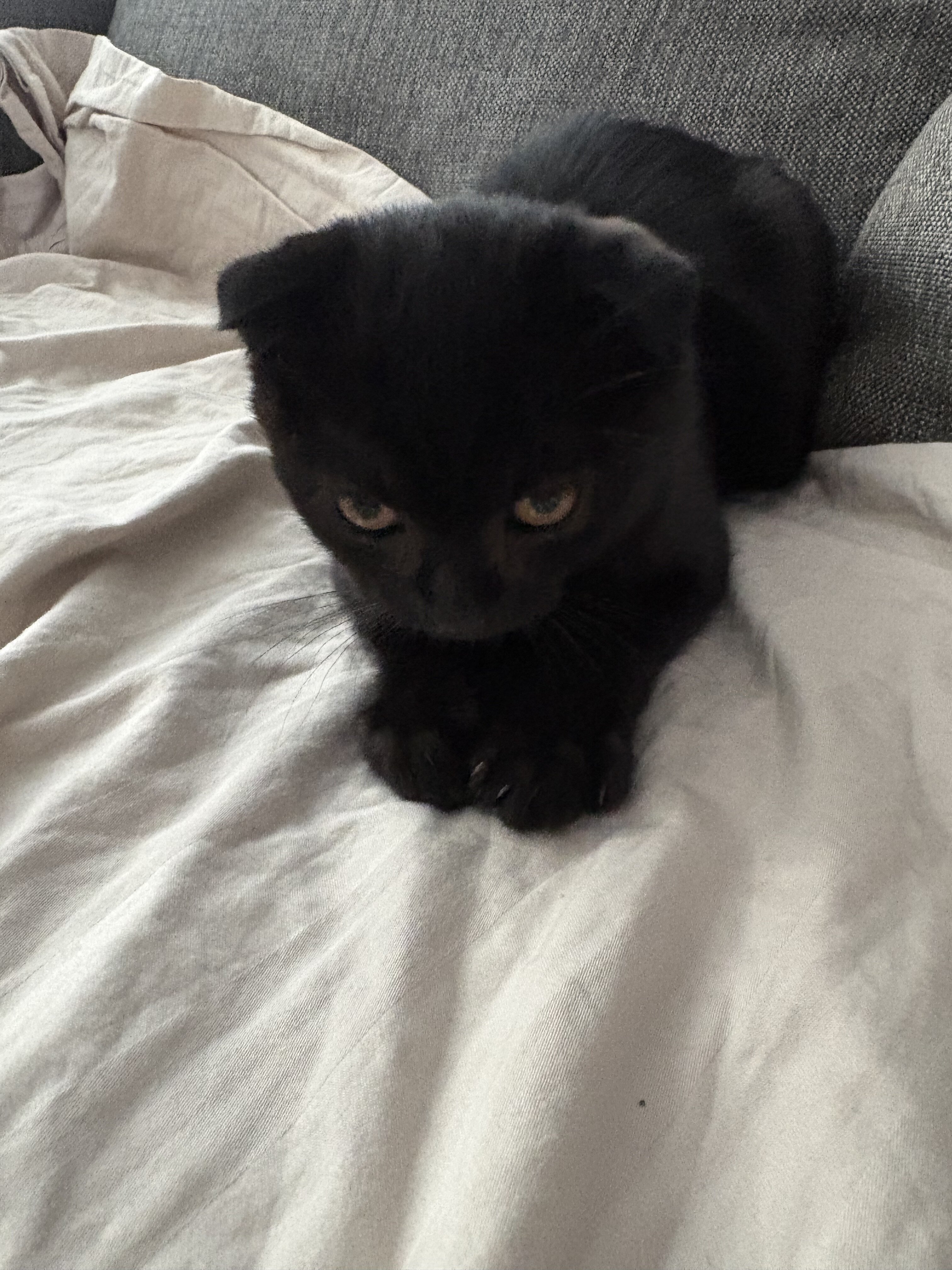 Scottish fold kittens image 1
