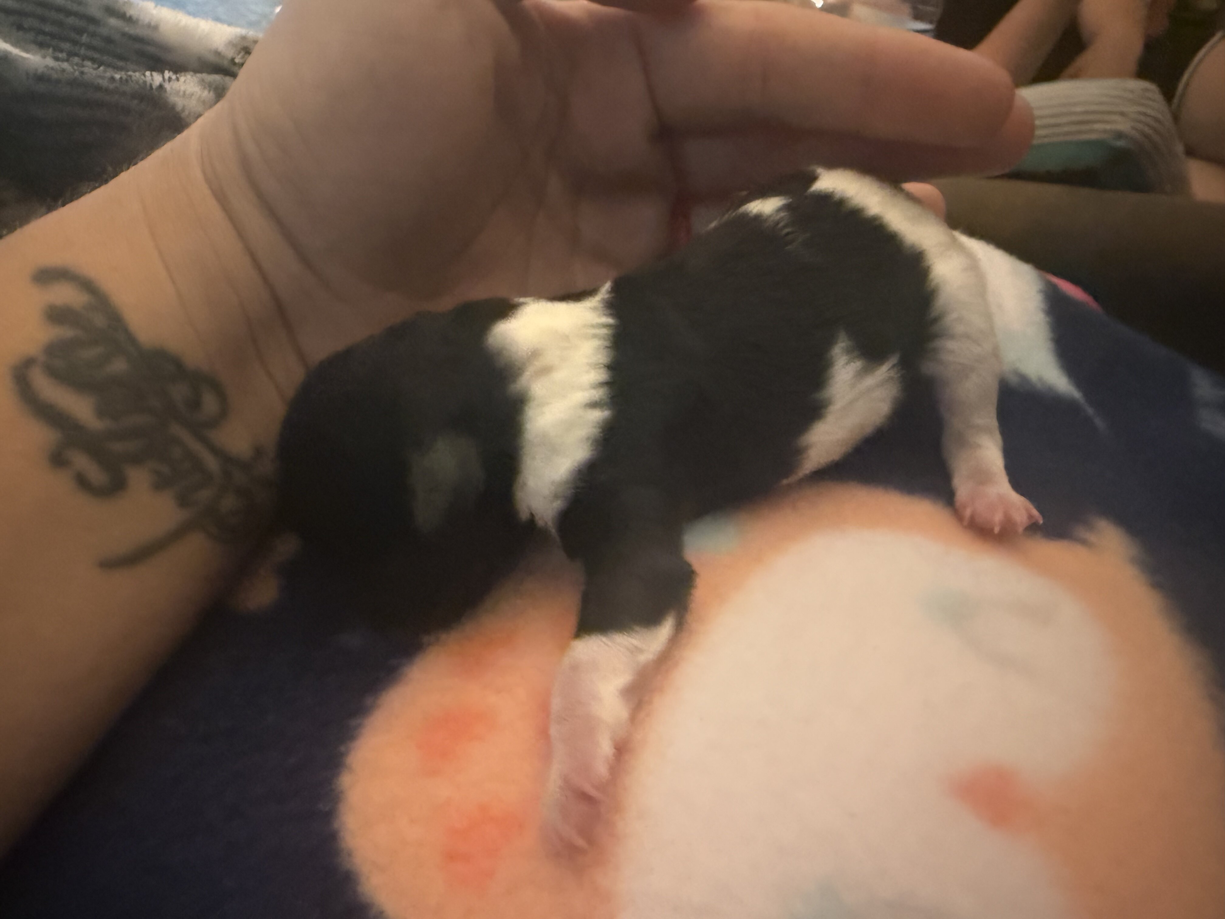 Female Yorkipoo image 1
