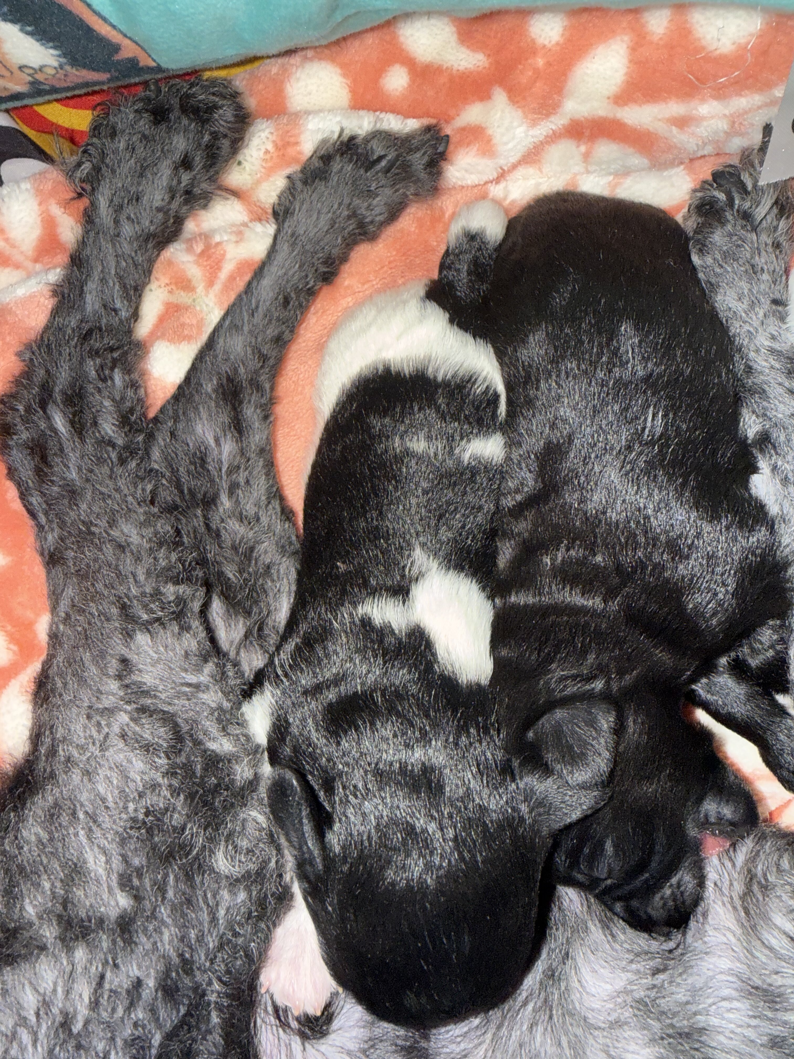 Female Yorkipoo image 2