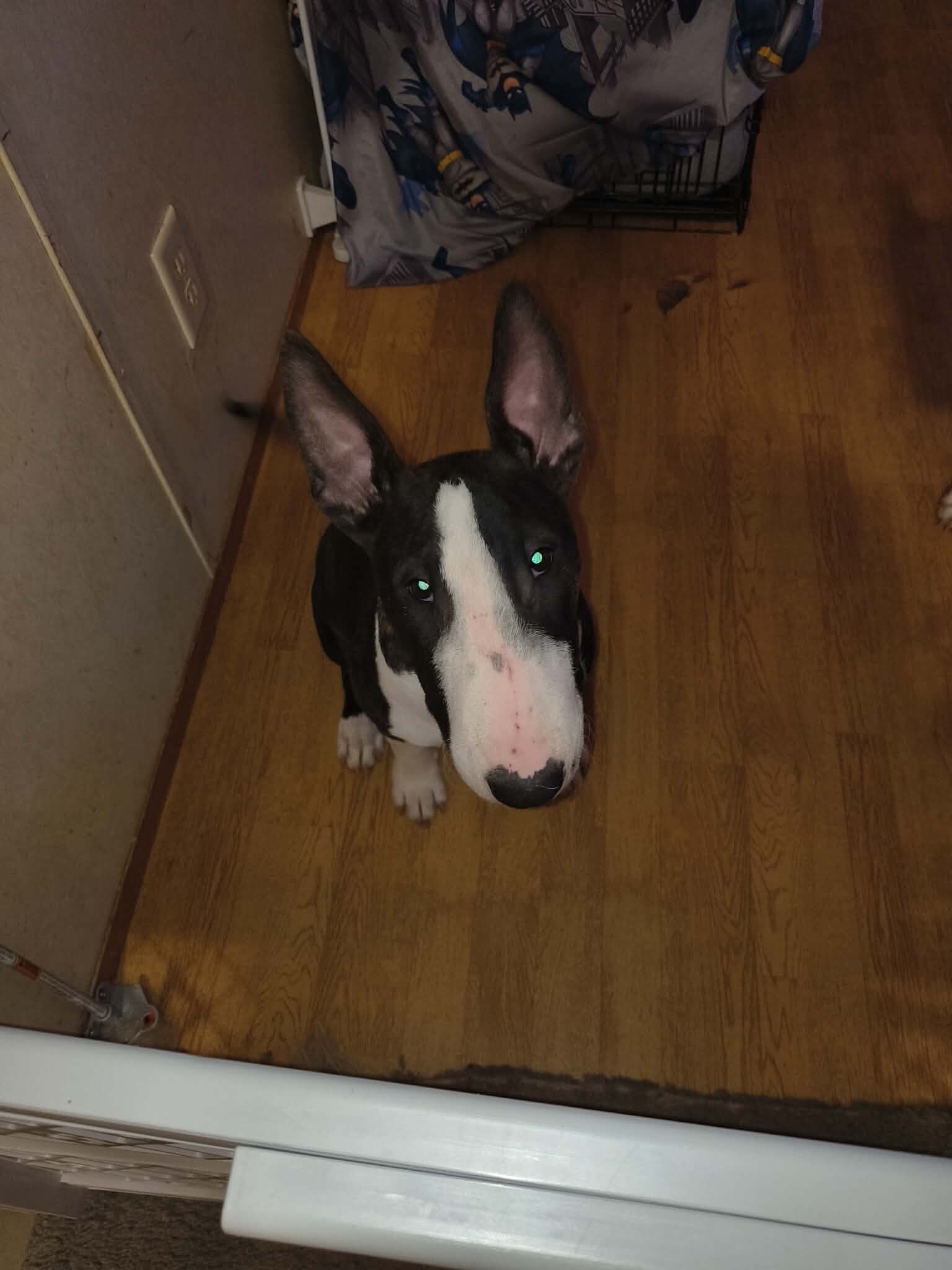Bull Terrier image 1
