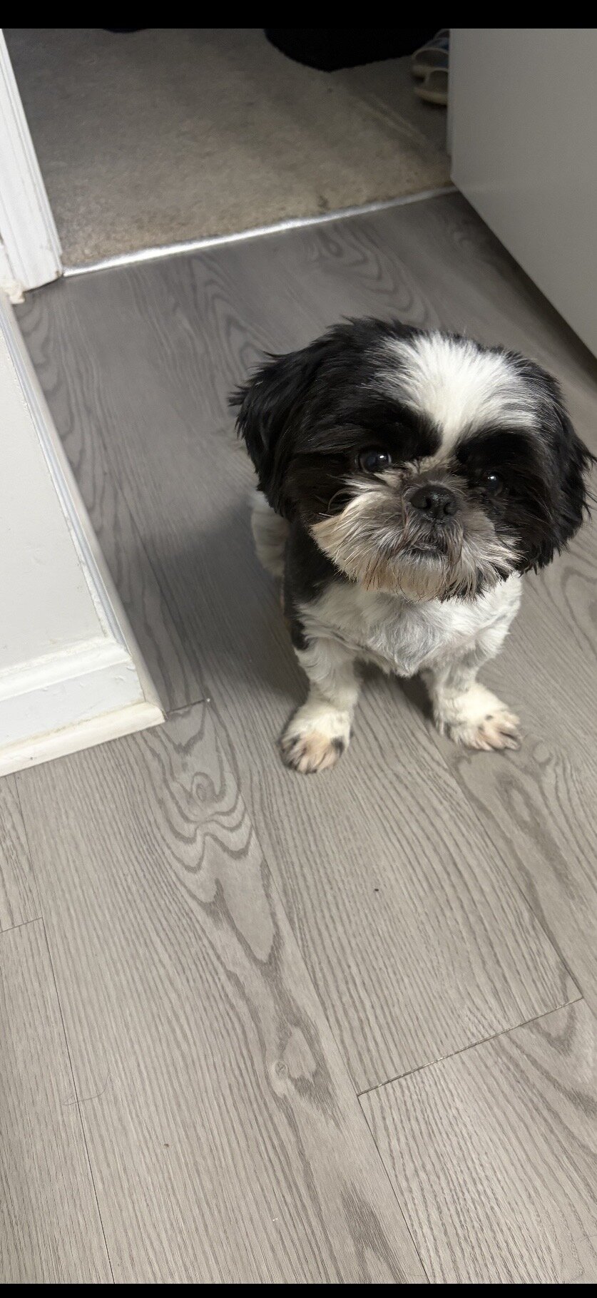 3yr old shih tzu image 1